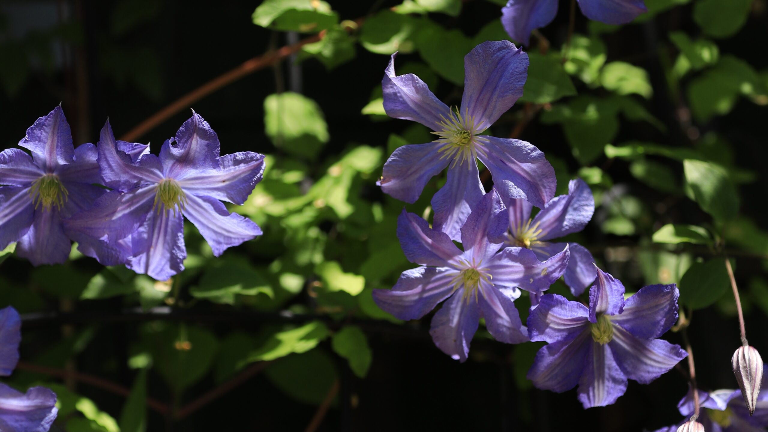 clematis