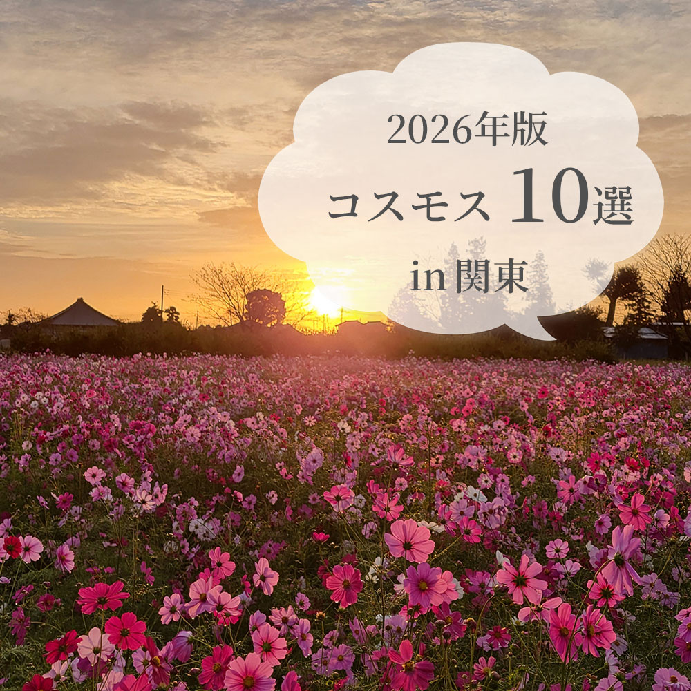 コスモス10選