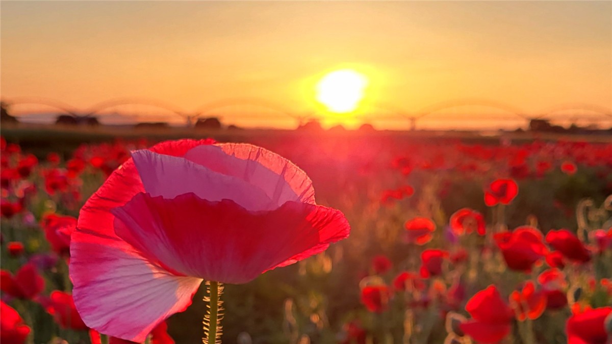 コスモスアリーナふきあげの絶景