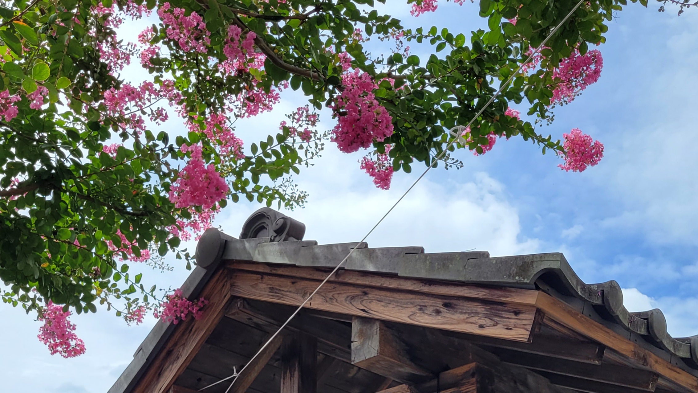 夏を彩る百日紅:長く咲き誇る鮮やかな花