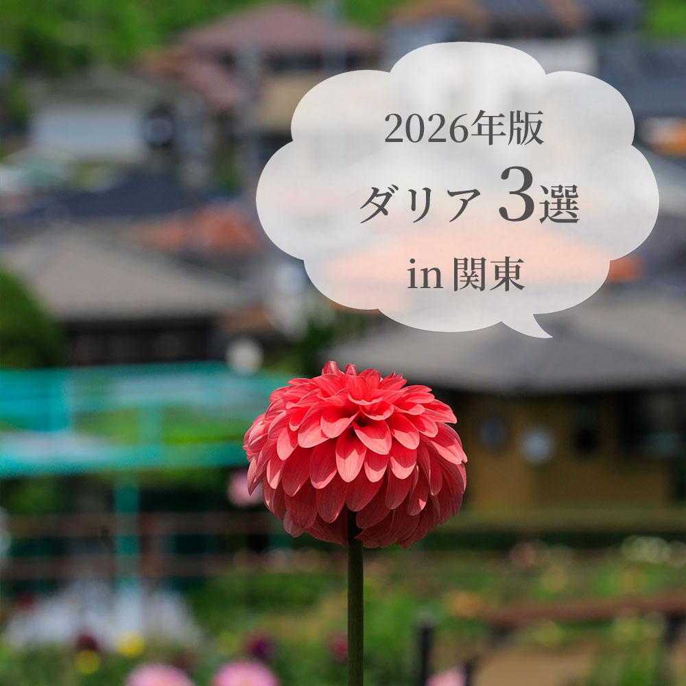 関東ダリア３選