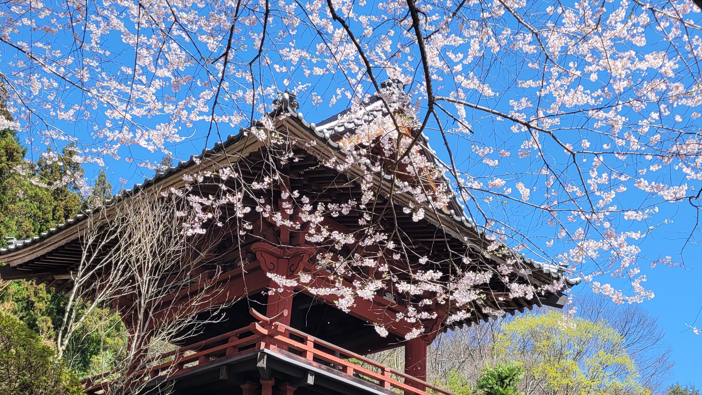 大運寺とは 枝垂れ桜と門が美しい隠れた名所