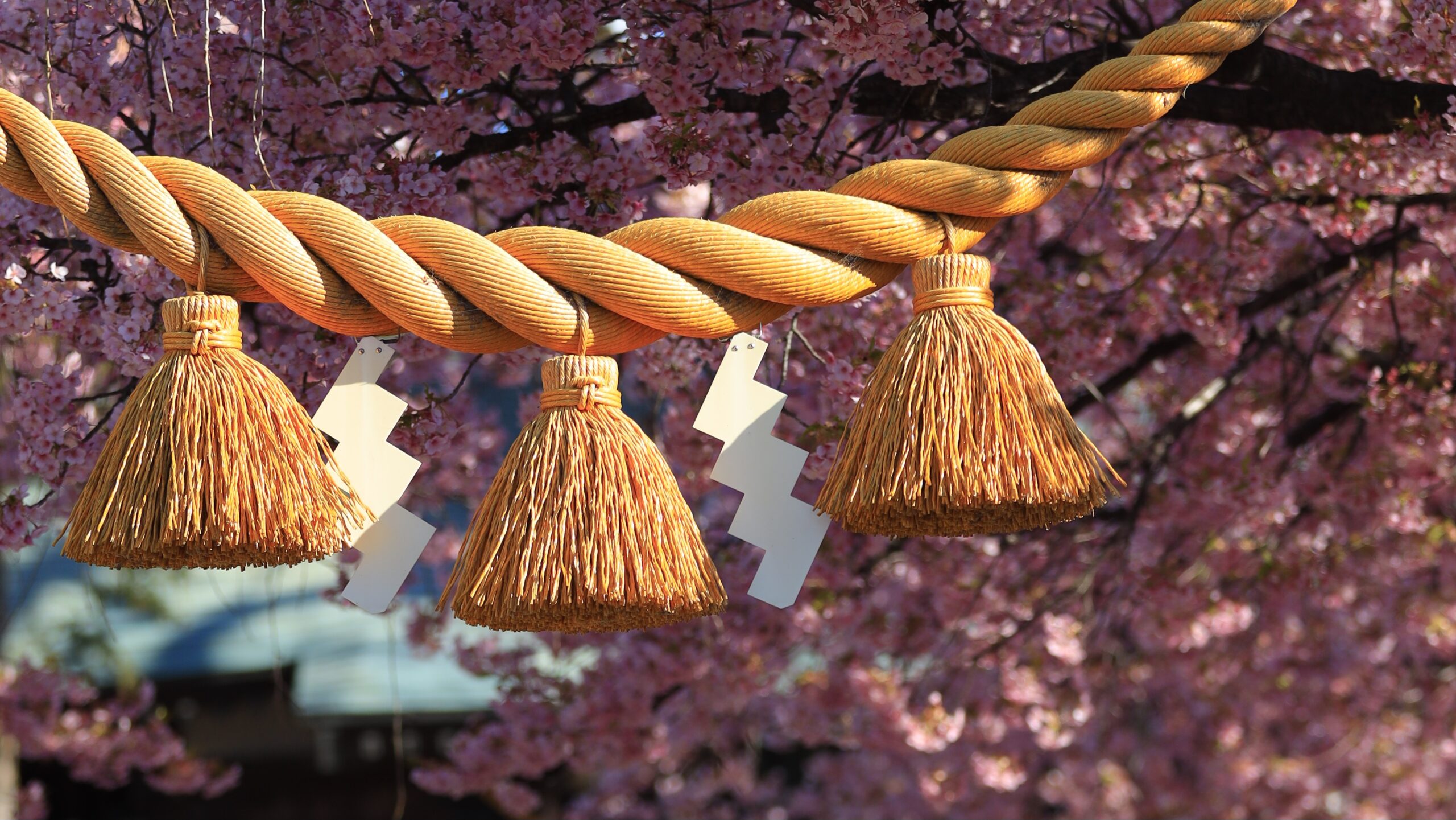 江田鏡神社（前橋市）の河津桜｜鳥居と桜を撮影できる神社の撮影スポット