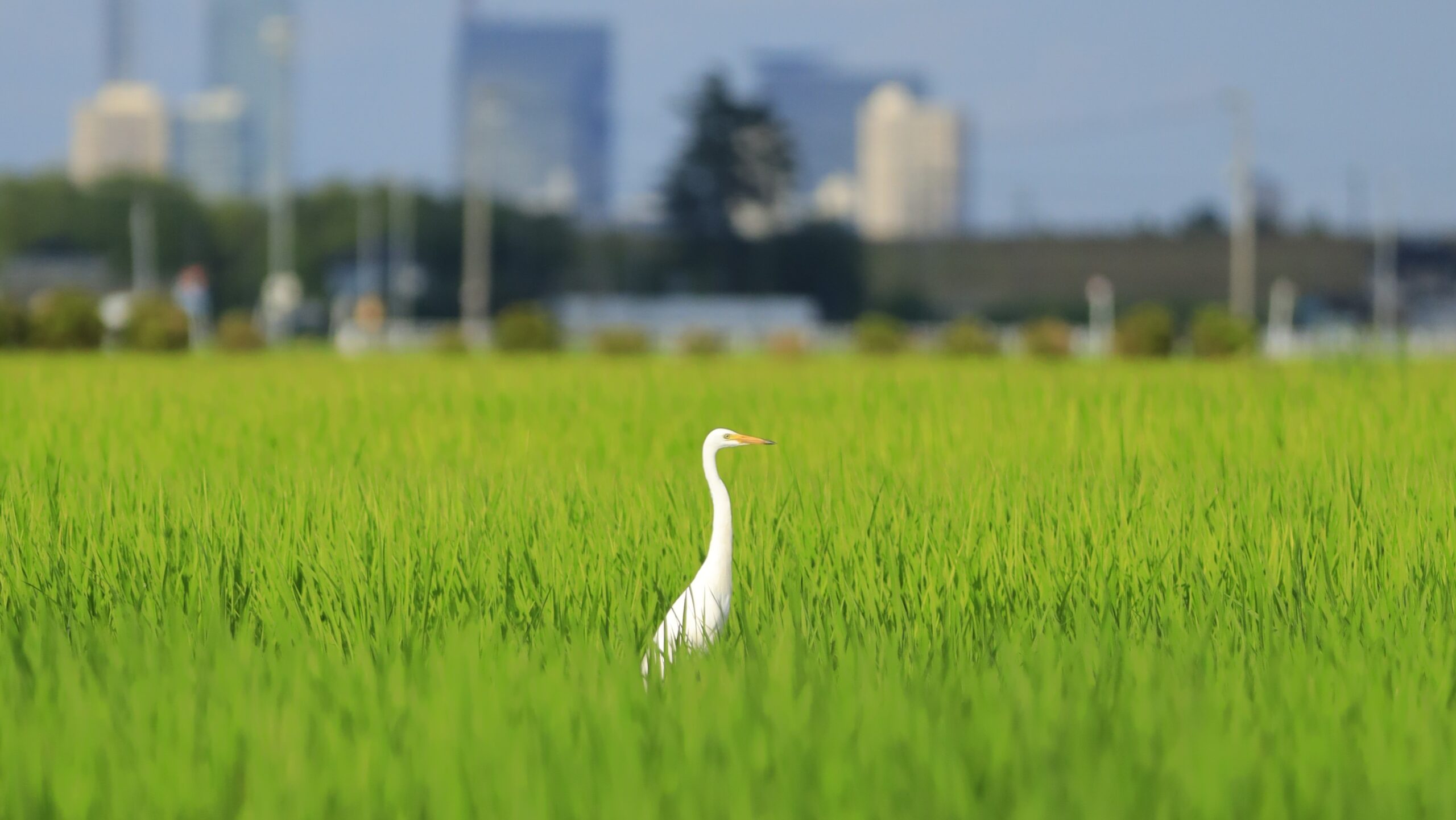 白鷺（しらさぎ）