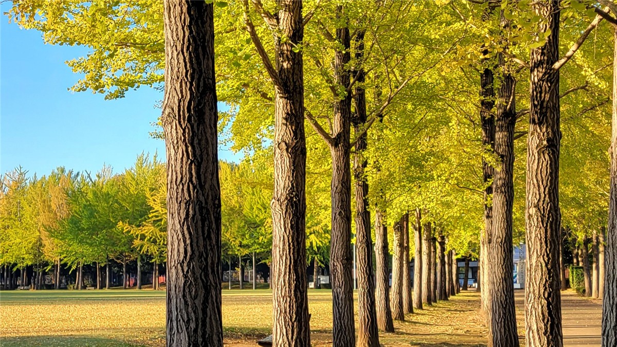 科学万博記念公園の絶景