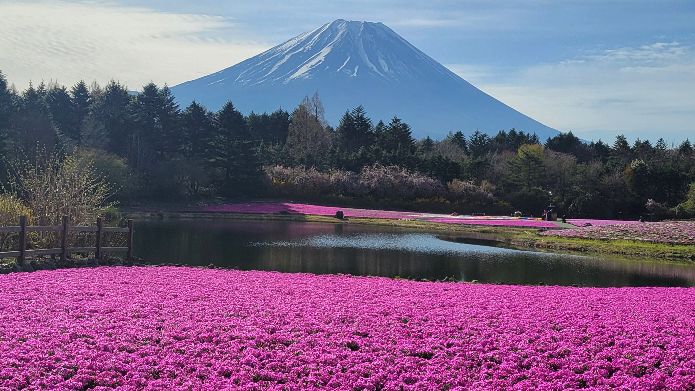 富士本栖湖リゾートの芝桜｜富士山と広がる花の絨毯が織りなす春の絶景
