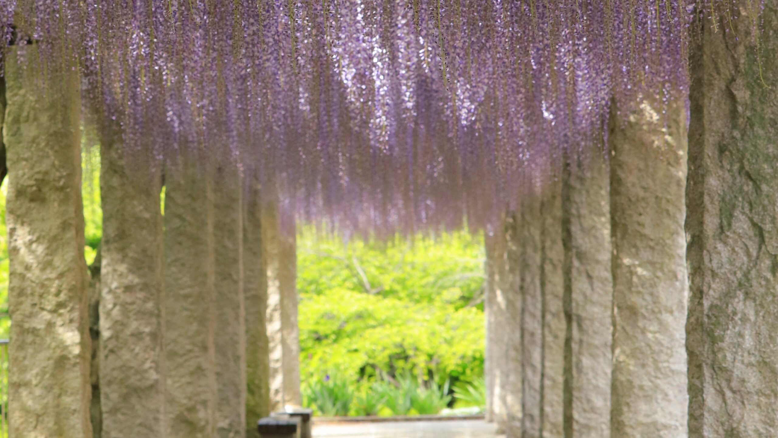 Wisteria at Fuji-no-Oka｜A beautiful spring scene with purple clusters of flowers in Fujioka
