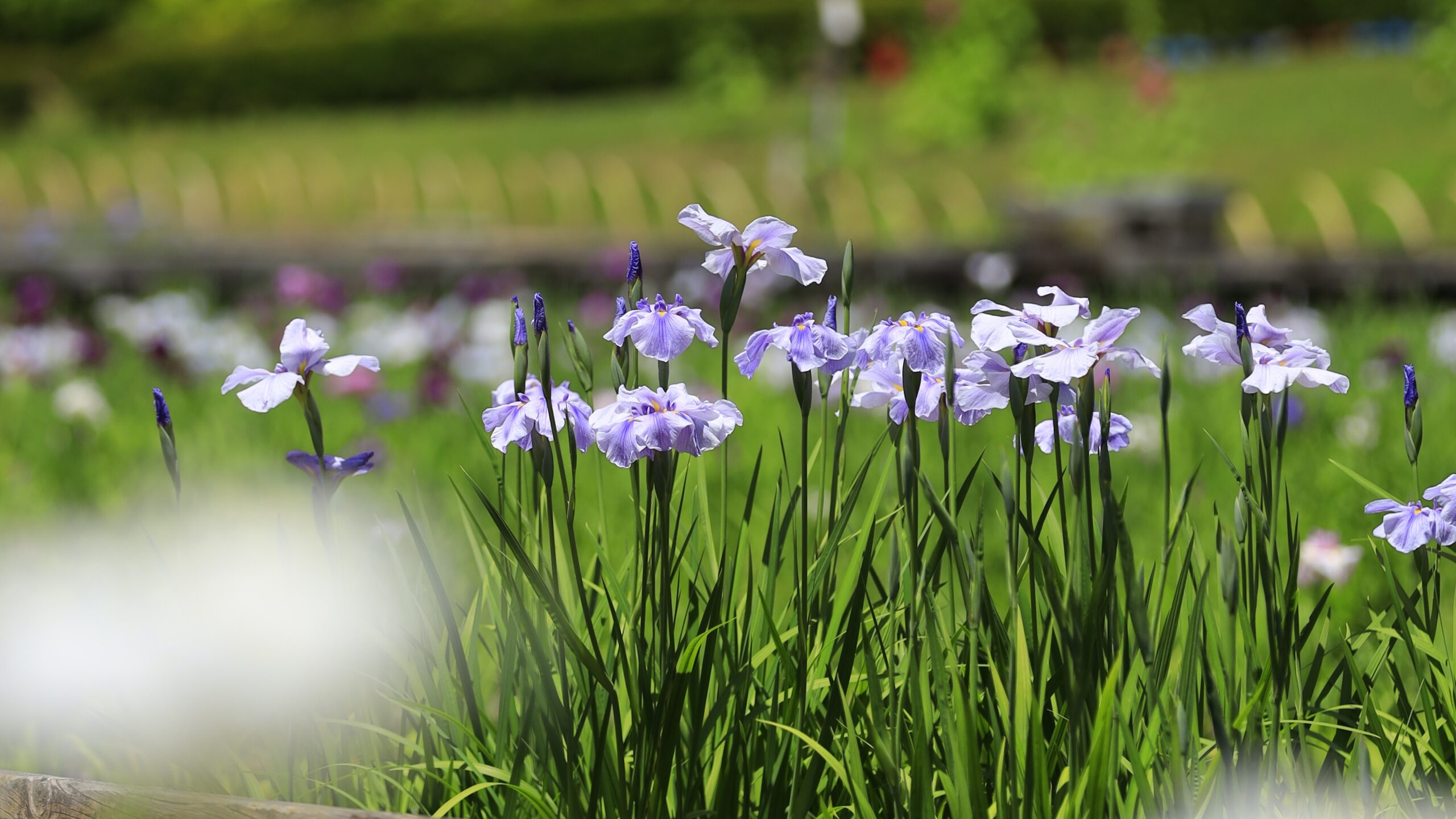 吹上しょうぶ公園の花しょうぶ｜青梅で楽しむ初夏の菖蒲園と水辺の絶景