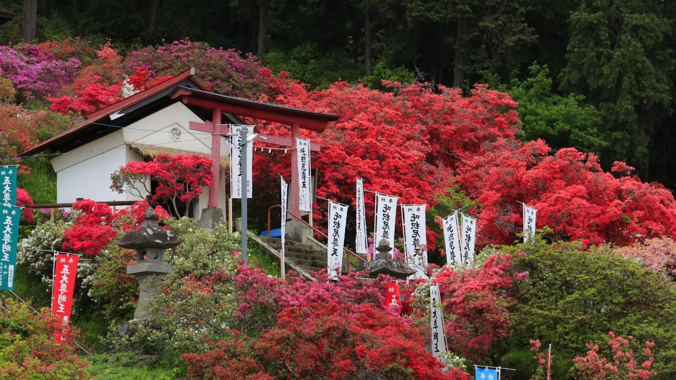 Godaison Azalea Park｜Azalea｜A spectacular spring spot that adorns the slopes of Echizen Town