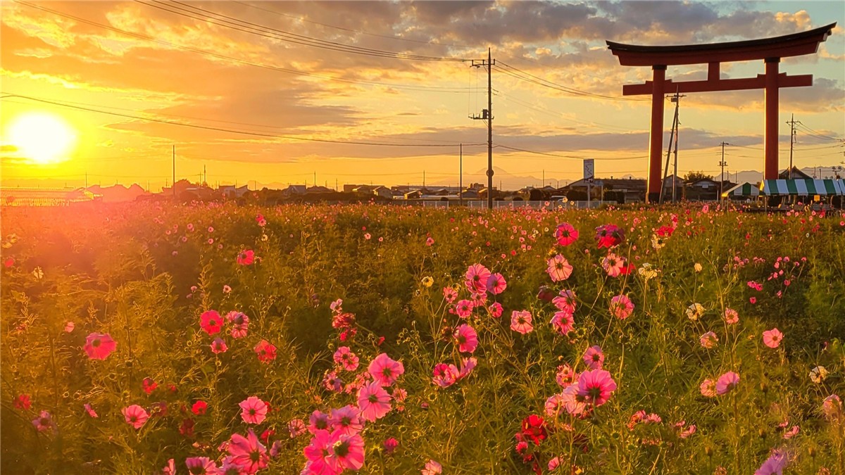 小泉稲荷神社大鳥居の絶景