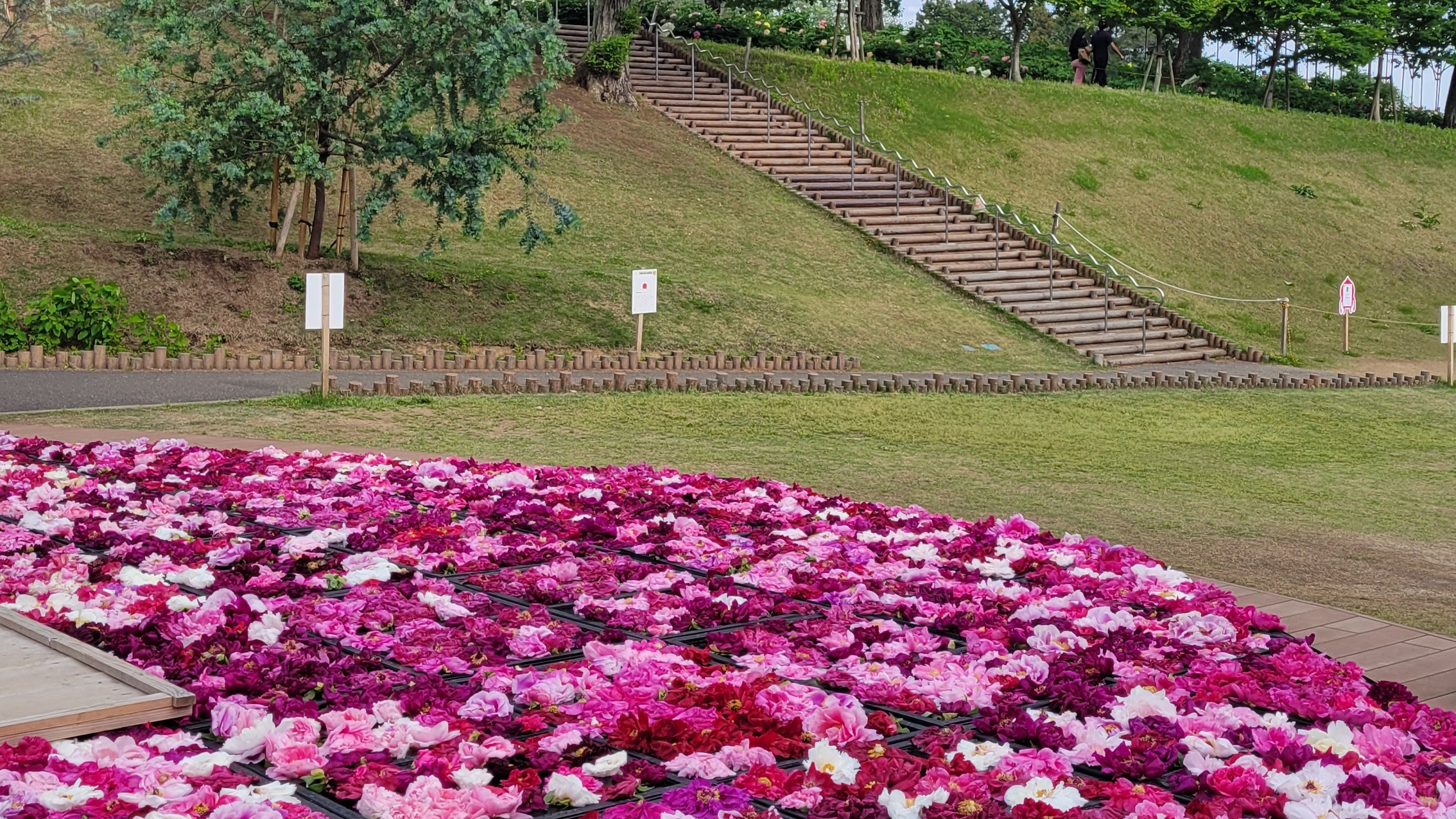 東松山ぼたん園｜大輪の牡丹と春の花景色を楽しめる埼玉の撮影スポット