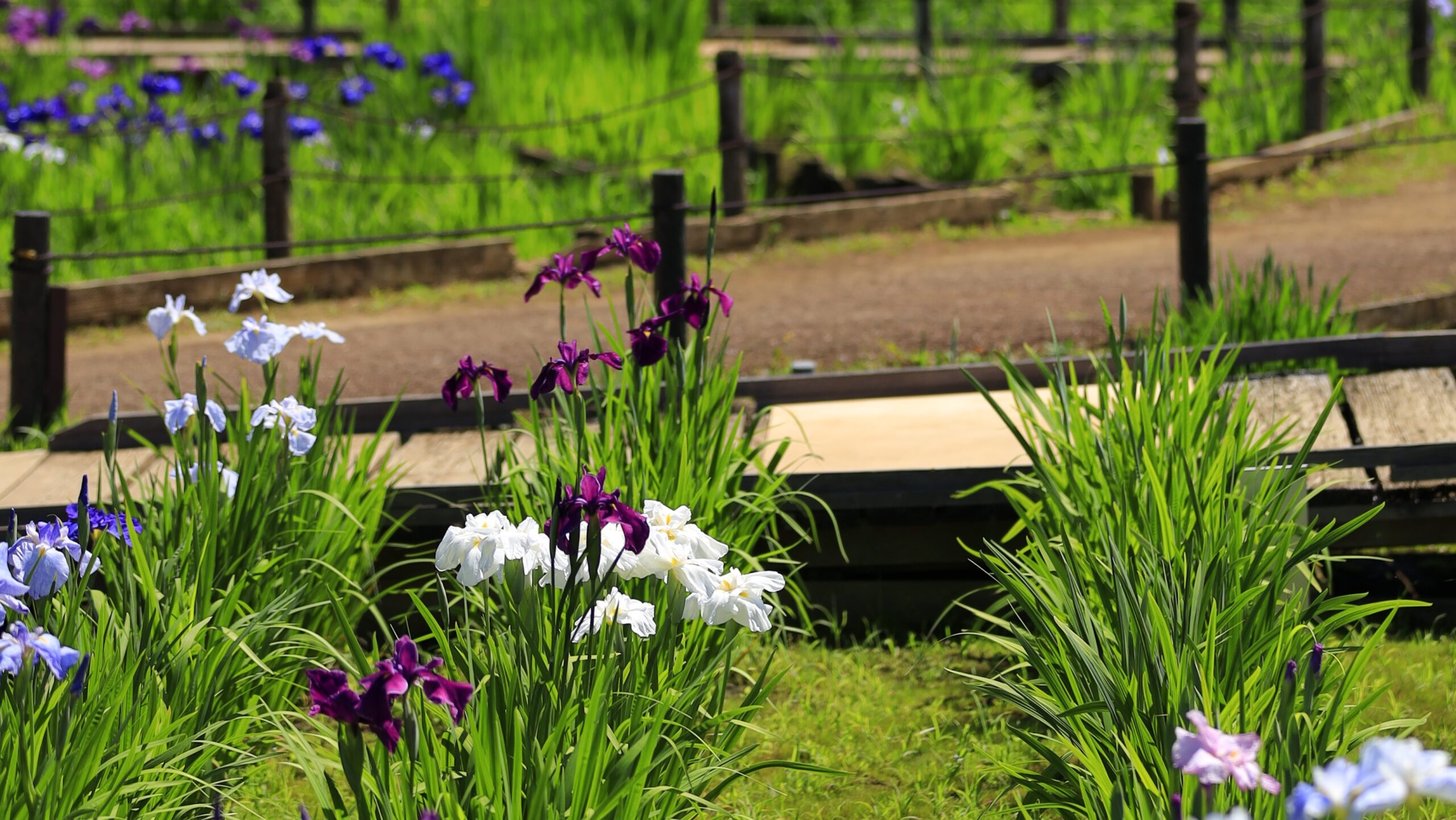 東村山菖蒲まつり・北山公園の花しょうぶ｜青空と水辺に広がる初夏の絶景