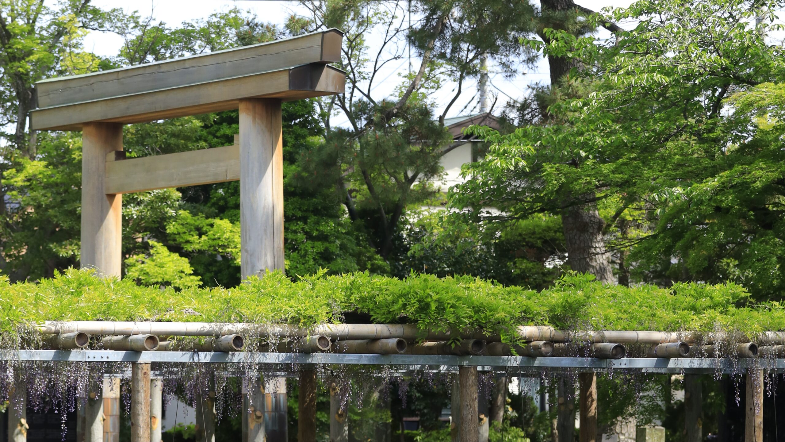 Wisteria at Kuizu Shrine｜Spring Scenery of Shrines and Wisteria Flowers in Koshigaya