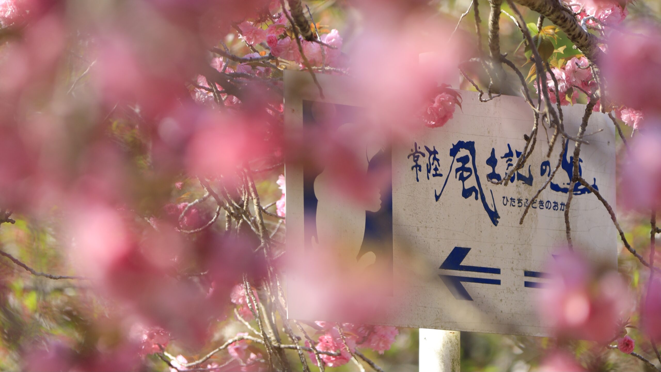 常陸風土記の丘とは 枝垂れ桜が広がる関東屈指の名所