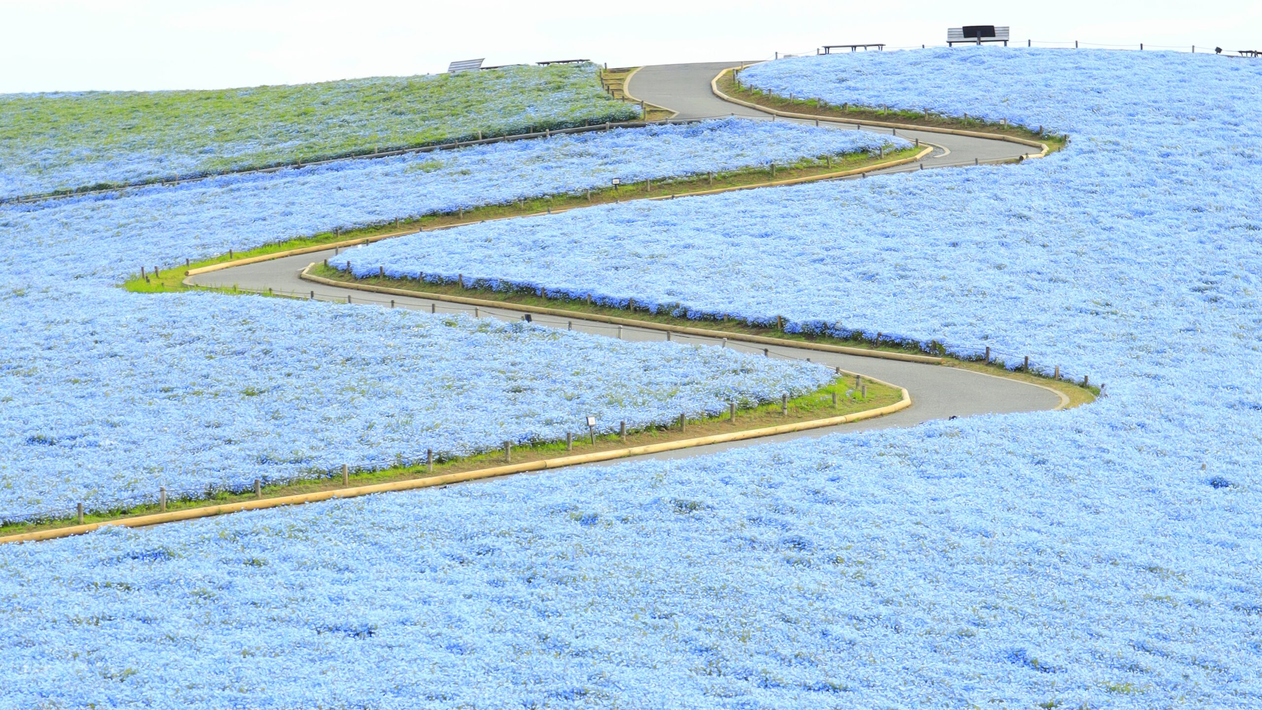 Hitachi-Seaside Park｜Guide to the spectacular season of nemophila and kochia