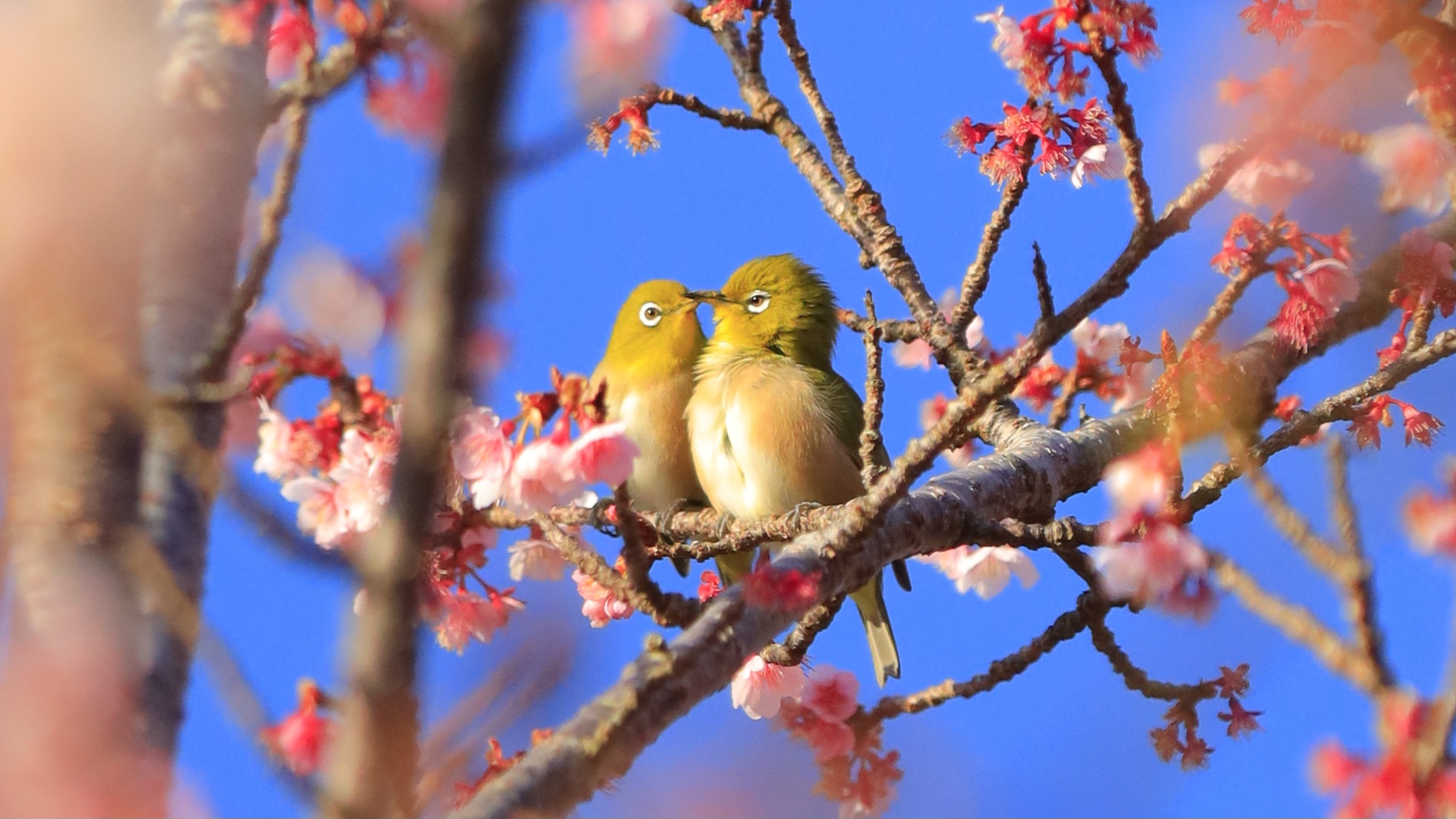 抱湖園（南房総）
