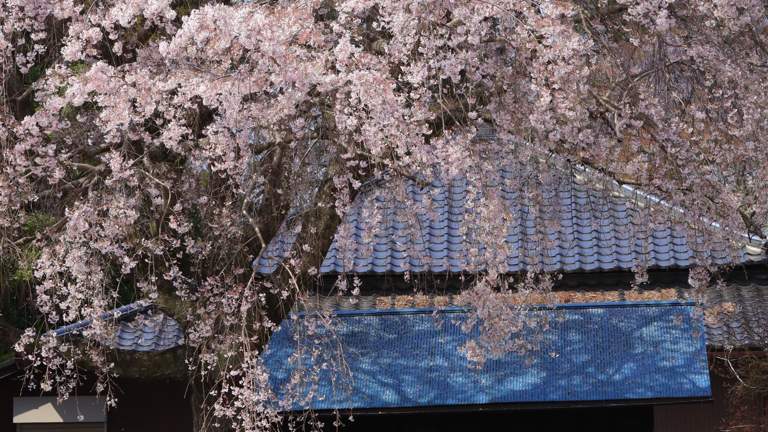 石戸宿しだれ桜｜空から降り注ぐような絶景一本桜の魅力
