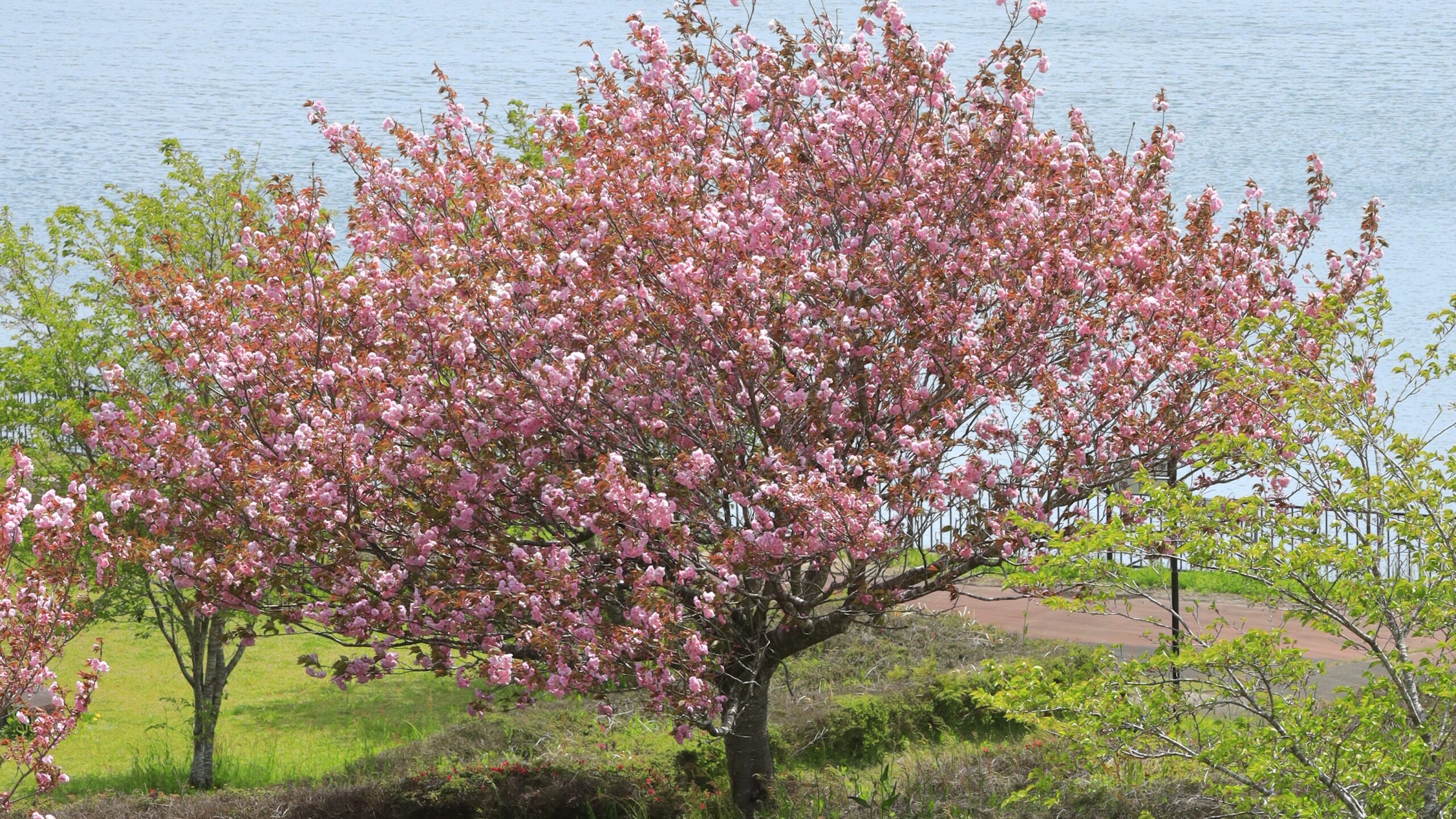 芳那の水晶湖の風景｜静かな湖と春の桜が彩る穏やかな景色