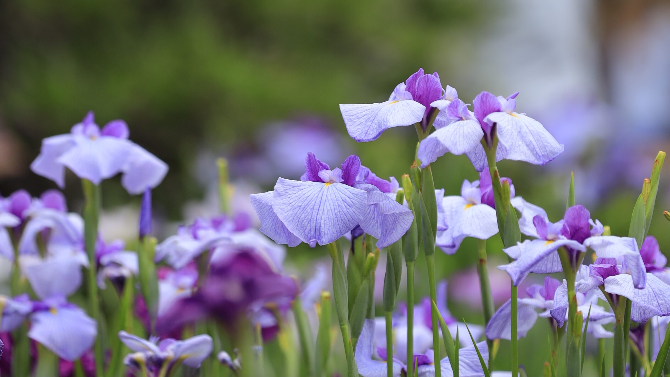 堀切菖蒲園の花しょうぶ｜東京・葛飾で楽しむ初夏の菖蒲名所と江戸情緒