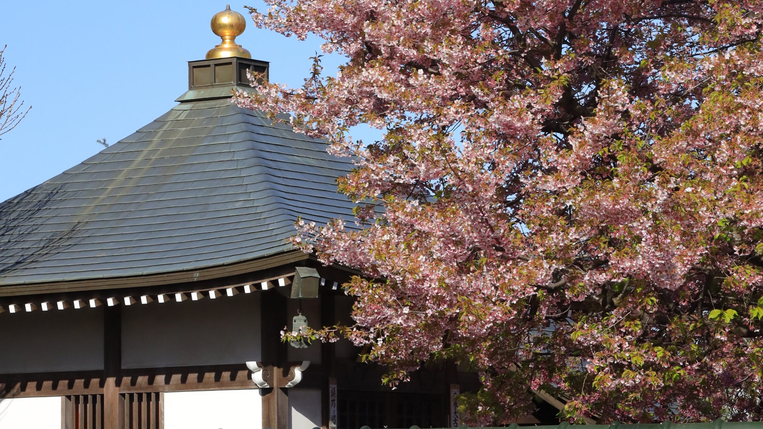 芳林寺（岩槻）の河津桜｜本堂と桜を撮影できる春の寺院撮影スポット