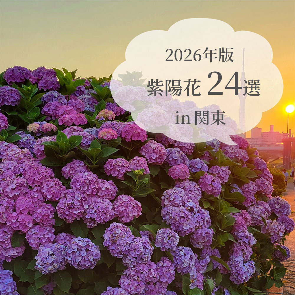 紫陽花24選