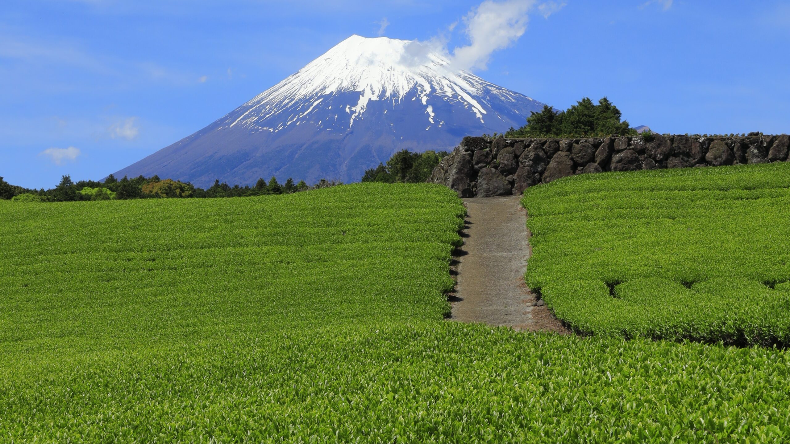 今宮の茶畑｜富士山と茶畑を撮影できる富士市の絶景スポット