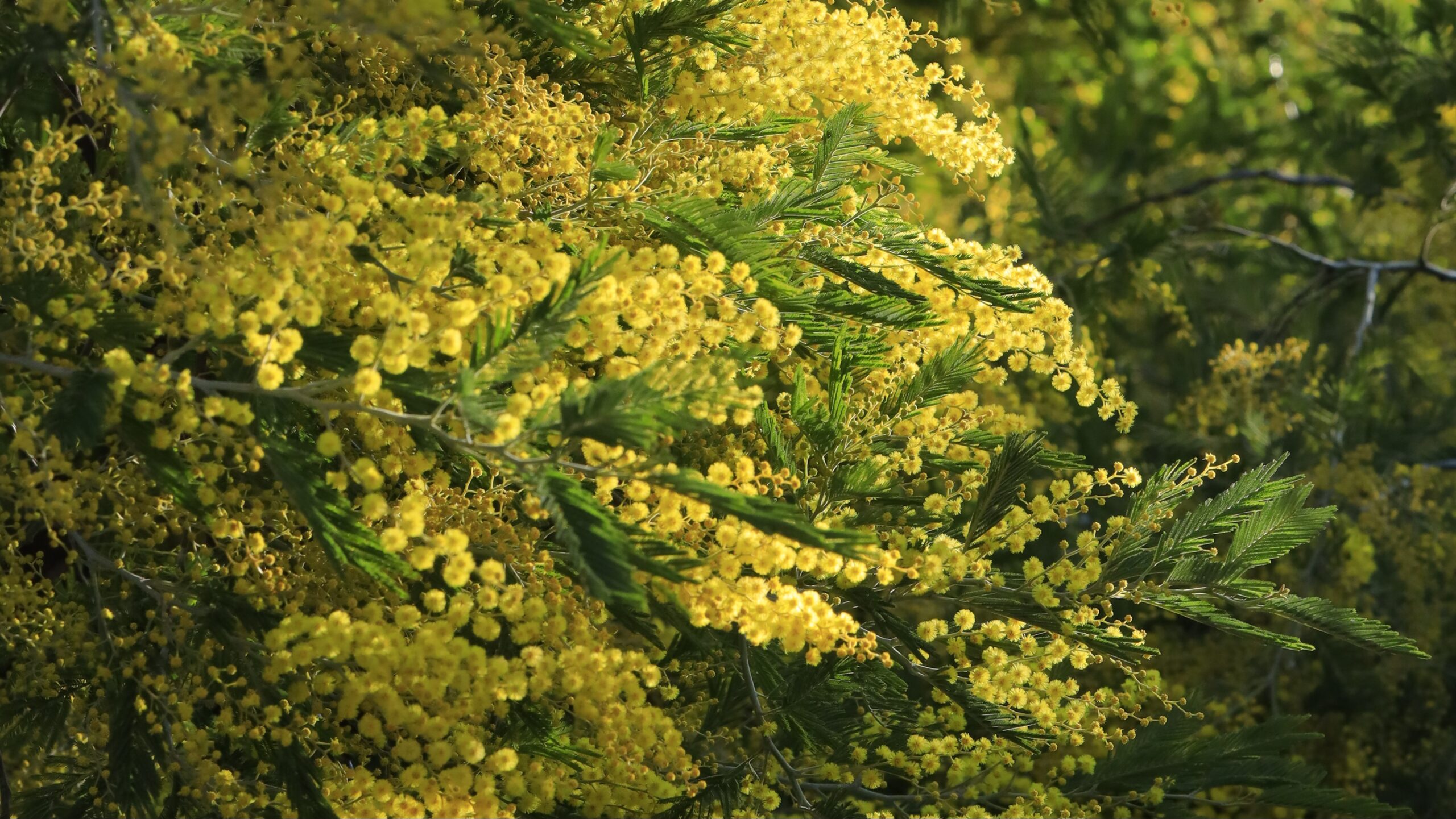 入船公園｜黄金色に輝くミモザの春景色