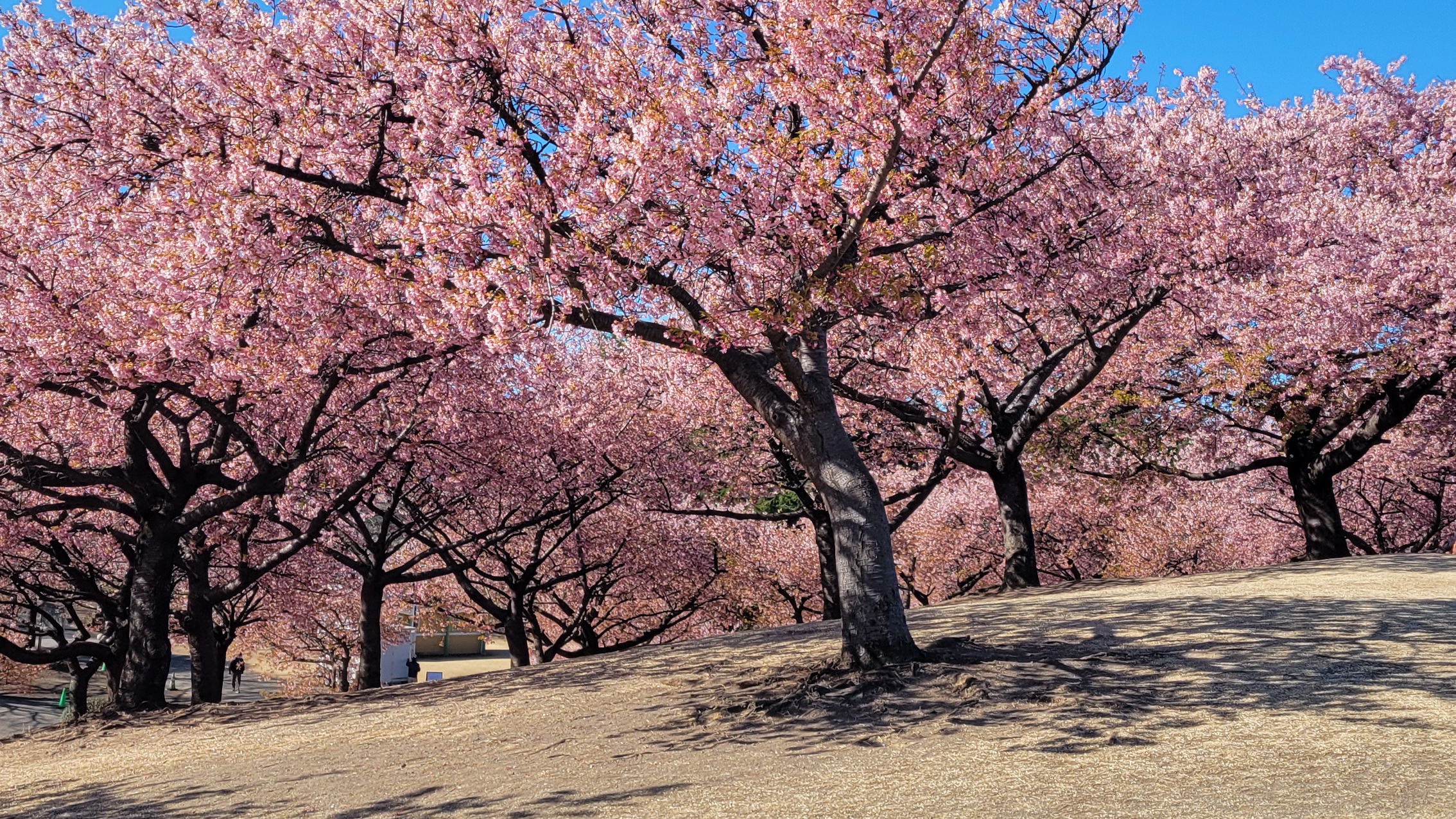 伊勢崎市みらい公園の河津桜｜丘の上の桜林を撮影できるおすすめ公園