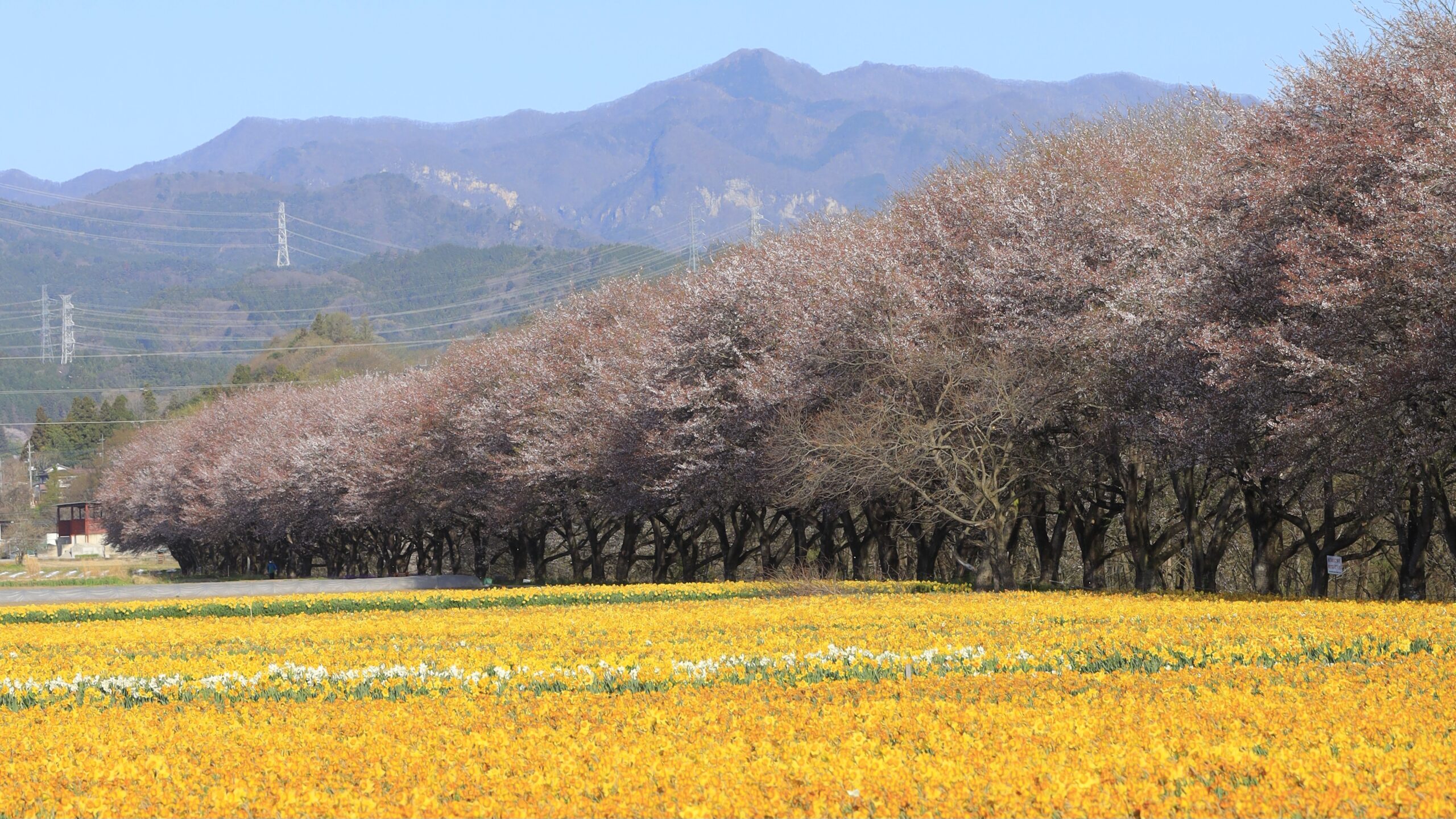 岩井親水公園とは 水仙と桜が共演する春の名所