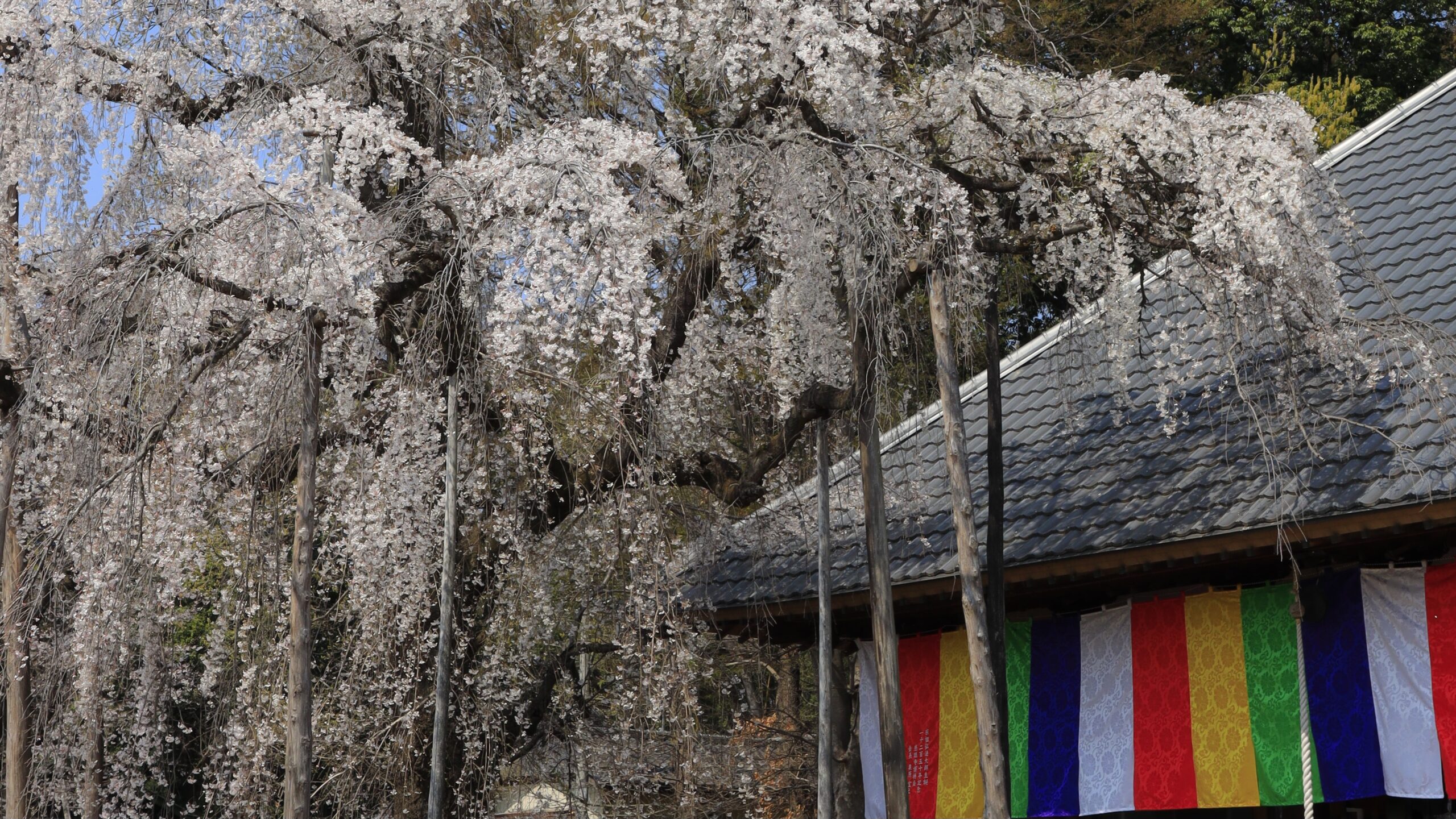 慈眼寺のシダレザクラ｜落ち着いた雰囲気で撮れる一本桜の絶景