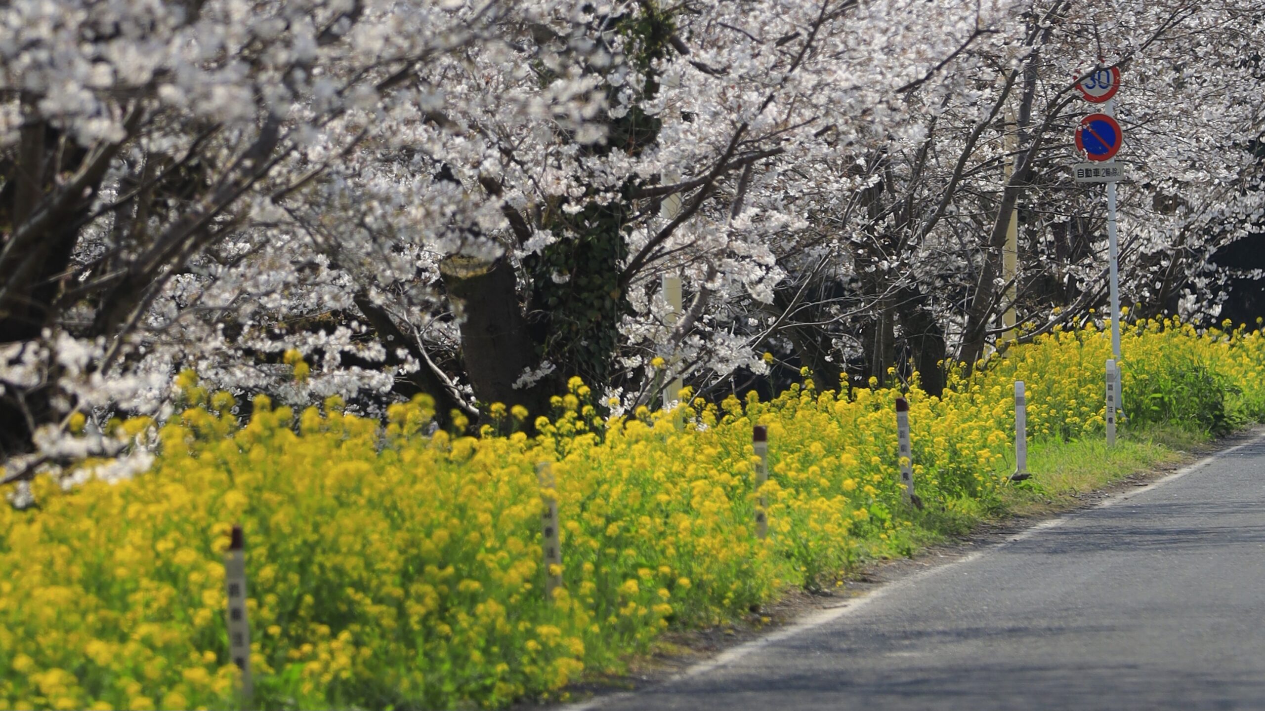 城ヶ谷堤の桜｜ゆったり撮影できる静かな桜スポット