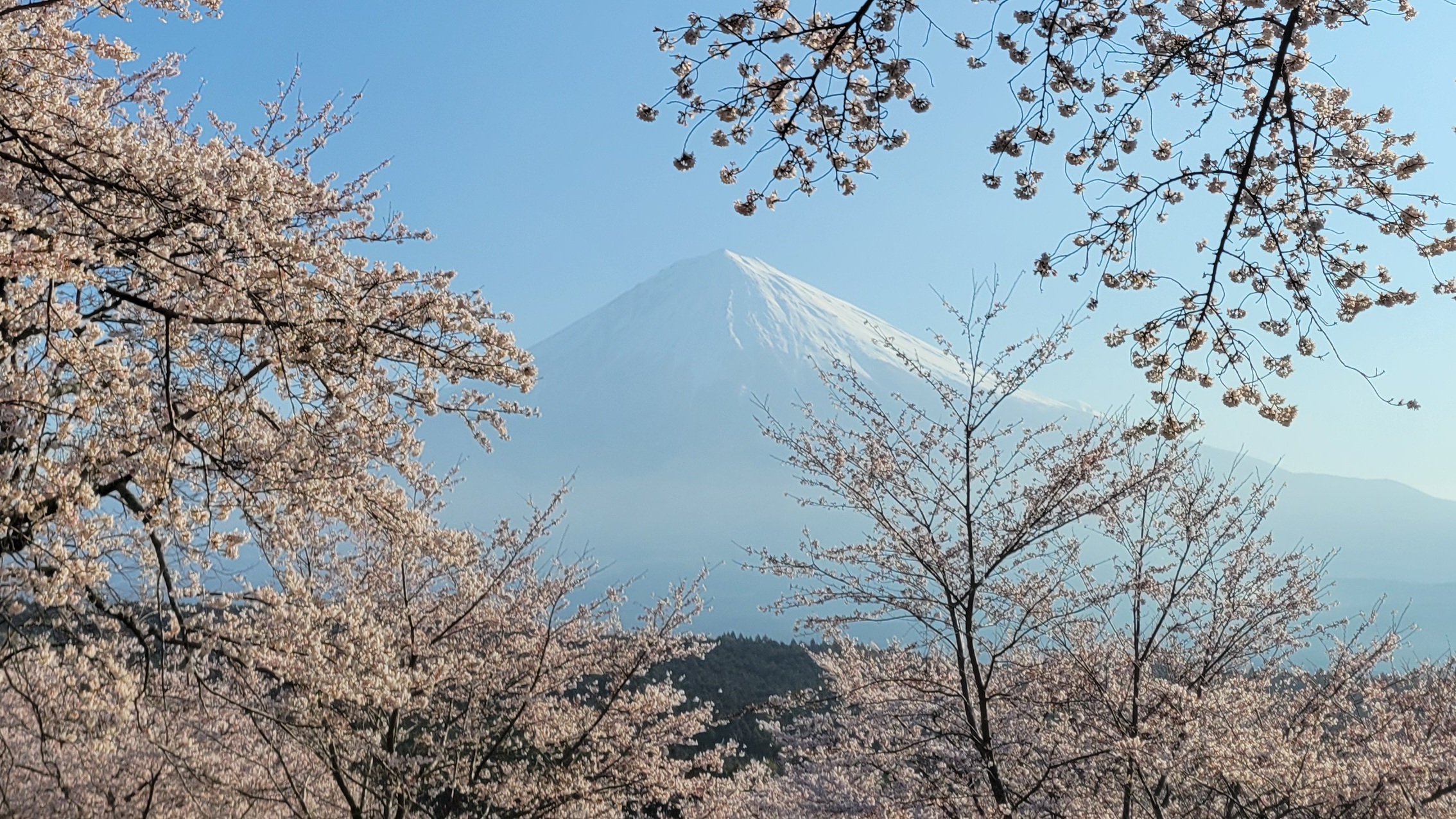常灯ヶ峰の桜と富士山｜絶景をゆったり楽しめる撮影スポット
