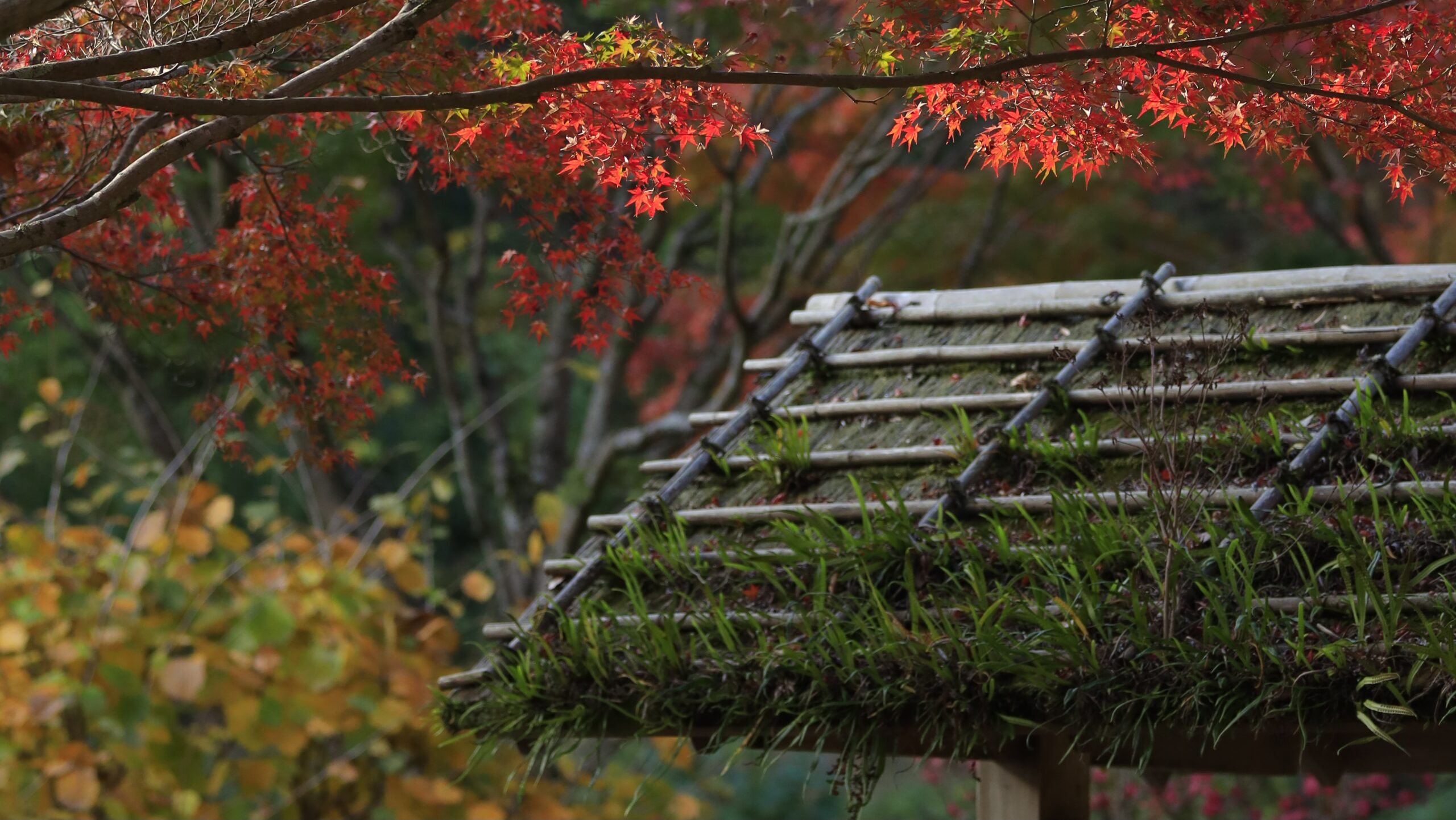 偕楽園（もみじ谷）