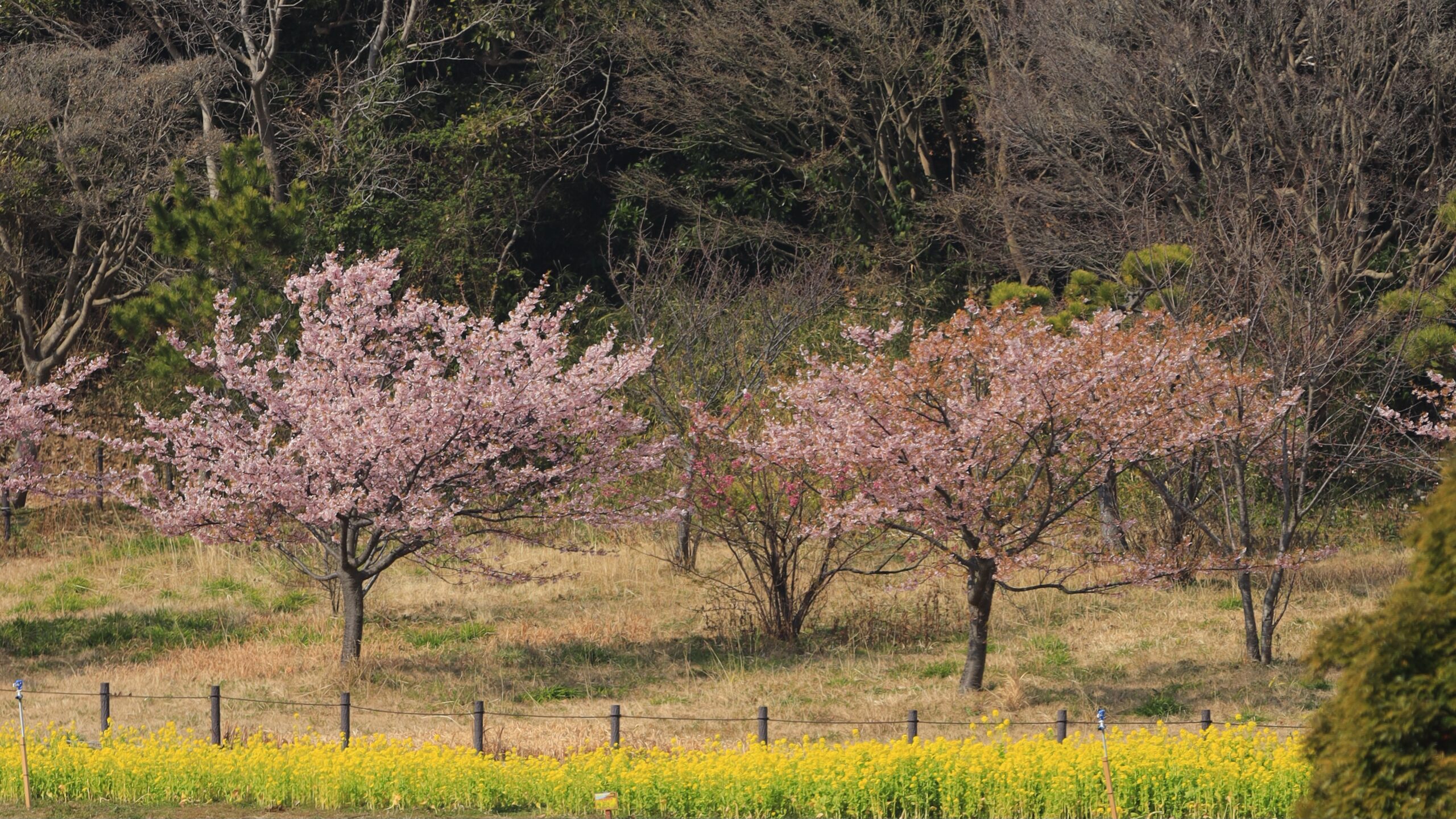 観音崎公園｜河津桜と菜の花が織りなす春色絶景