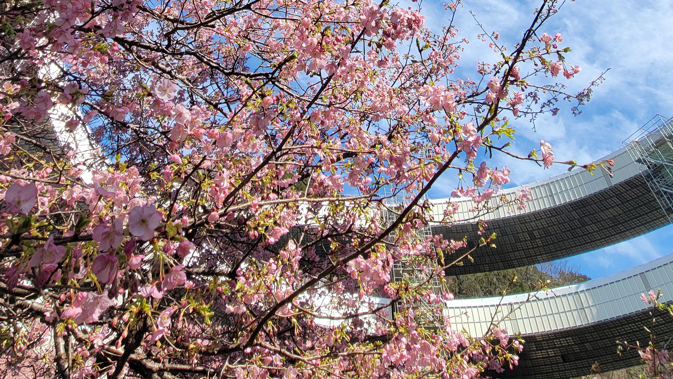 河津七滝ループ橋｜伊豆の絶景ドライブスポットと河津桜の撮影名所