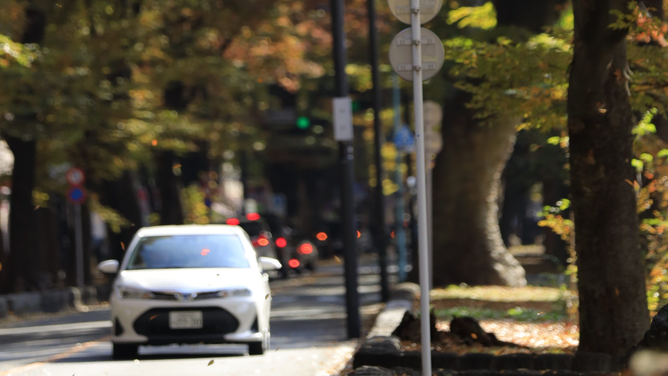 けやき並木通り（府中）