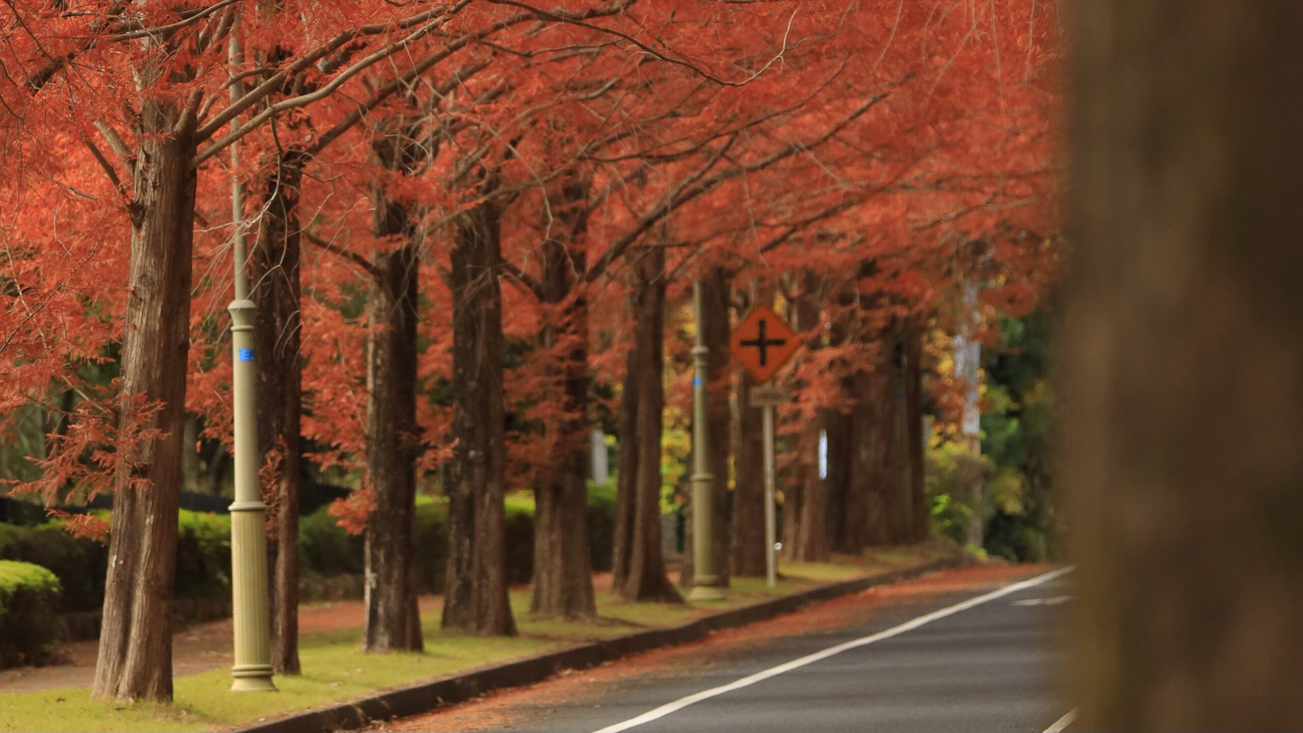 季美の森メタセコイア並木（大網白里市）