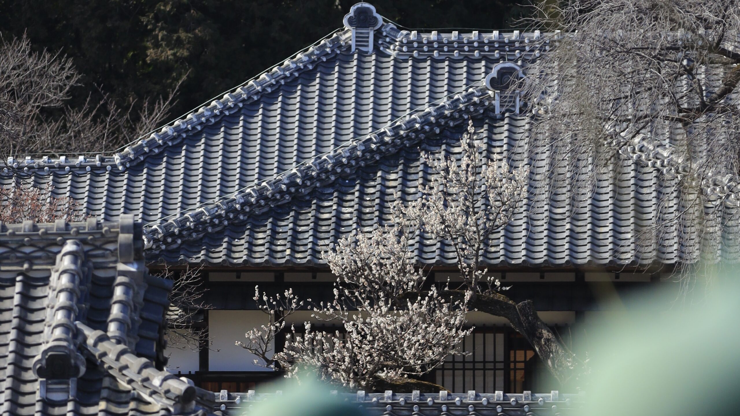 弘道館｜歴史ある水戸藩校と梅の花が美しい春の名所