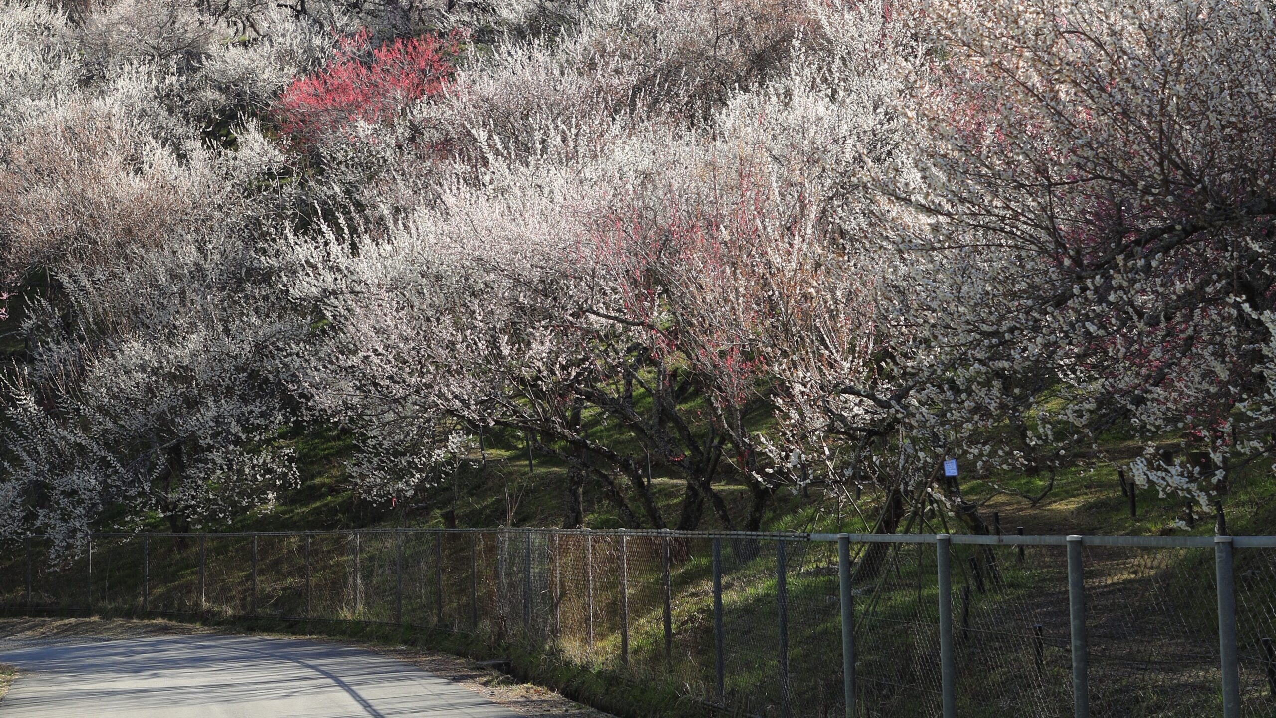 木下沢梅林（高尾梅郷）｜山あいに広がる美しい梅林の観梅スポット