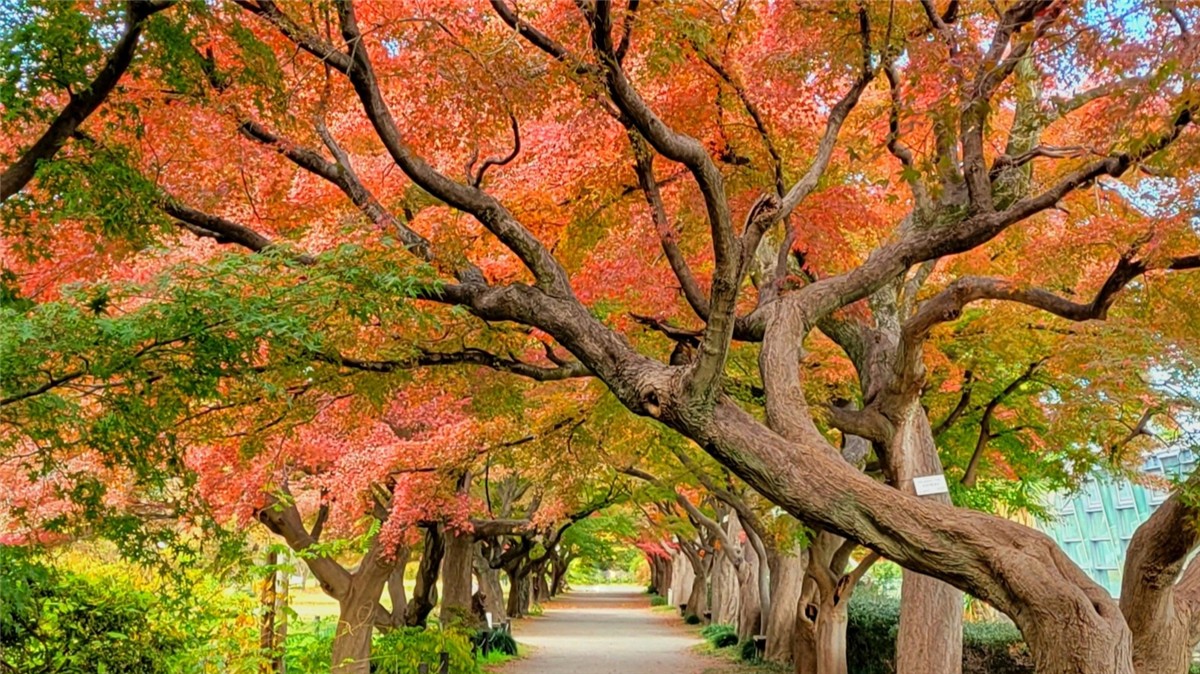 小石川植物園の絶景