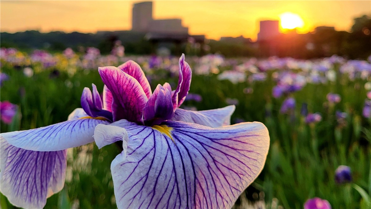 小岩菖蒲園