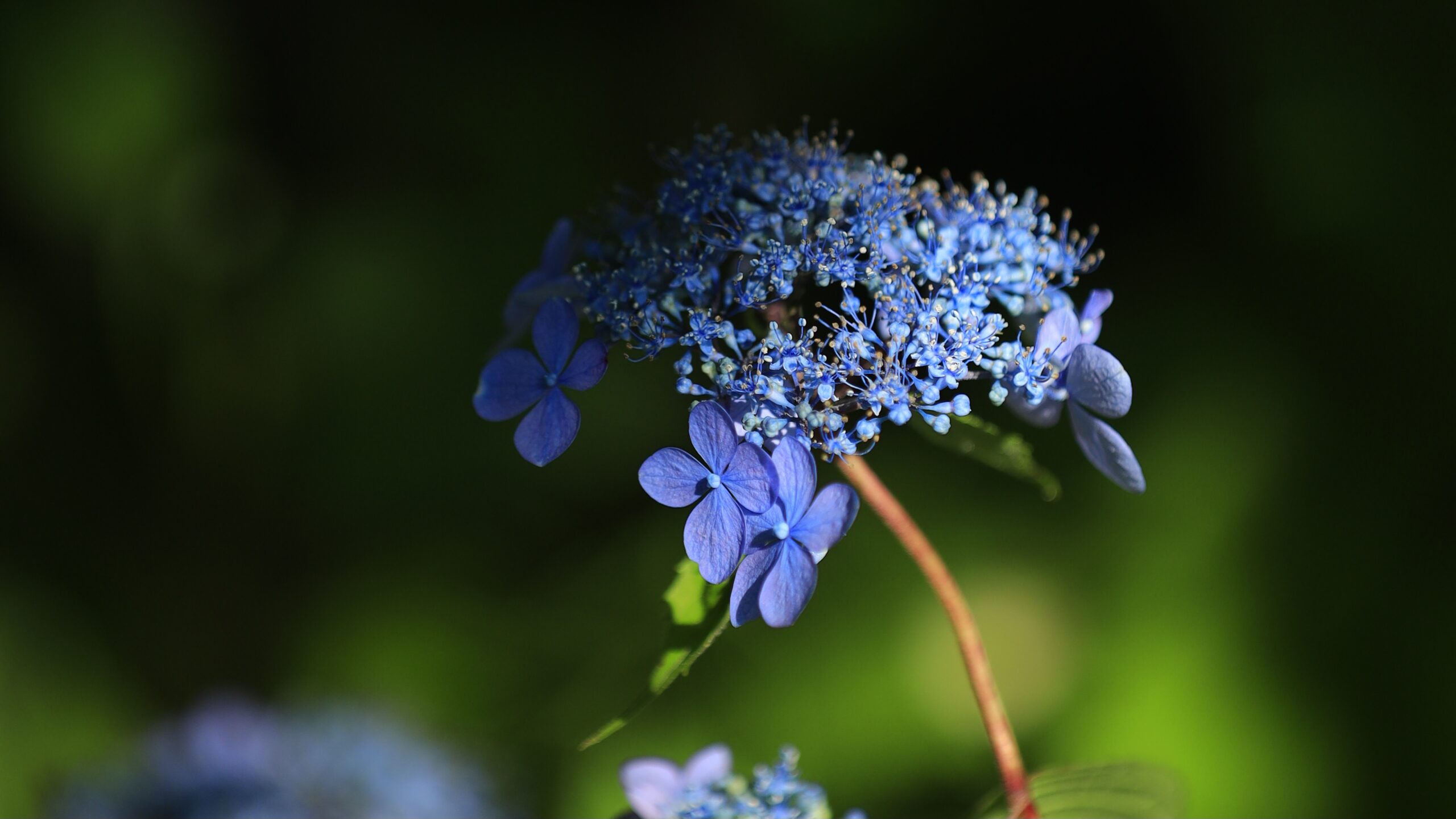 光則寺の花と鎌倉風景｜静かな境内で楽しむ季節の花と撮影スポット