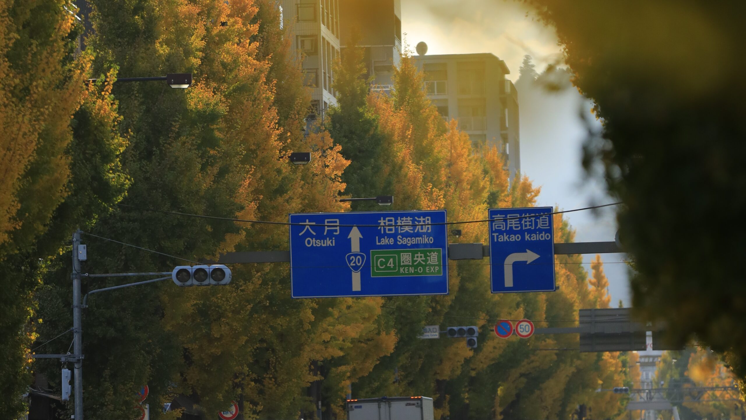 甲州街道イチョウ並木