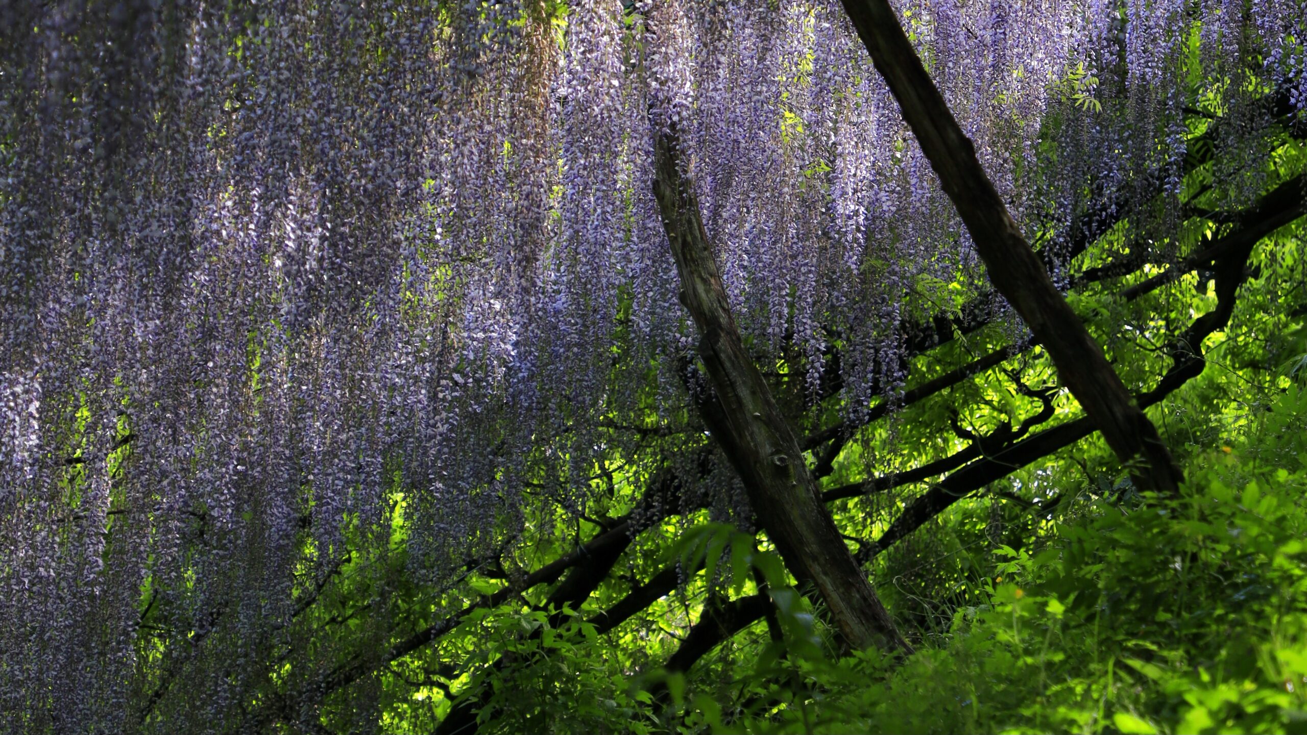 くろさわ藤園（ナイアガラ藤園）｜滝のように咲く藤の花が美しい群馬・富岡の撮影スポット