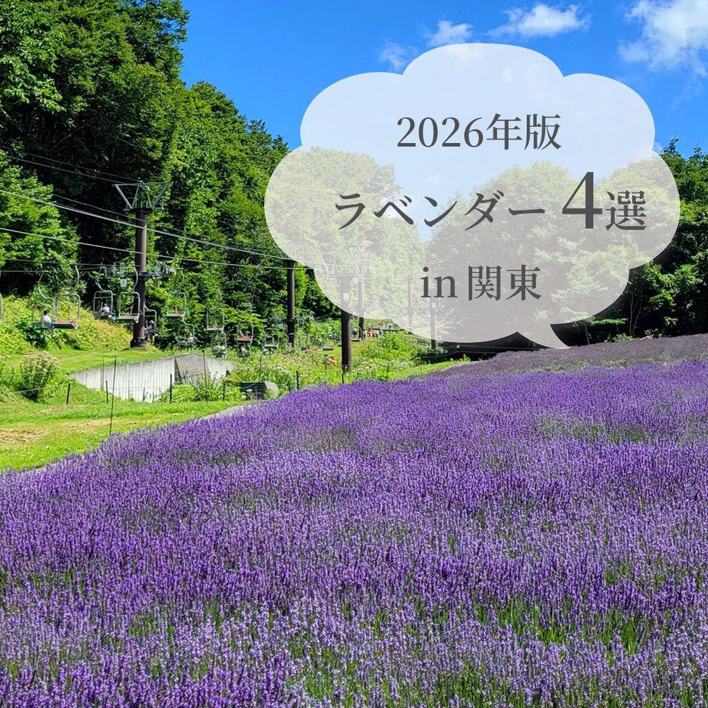 ラベンダー４選
