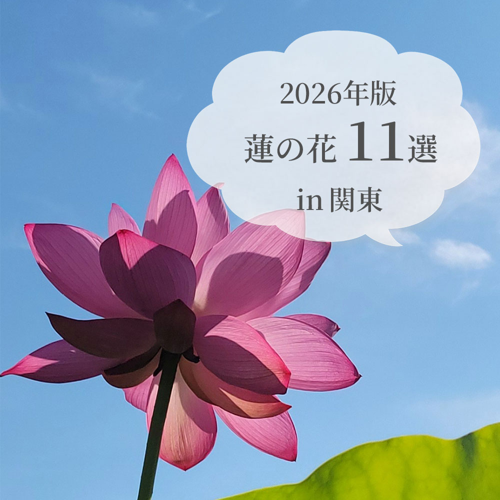 関東の蓮の花11選