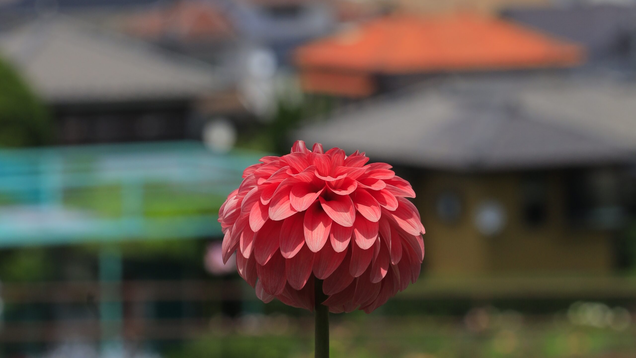 町田ダリア園