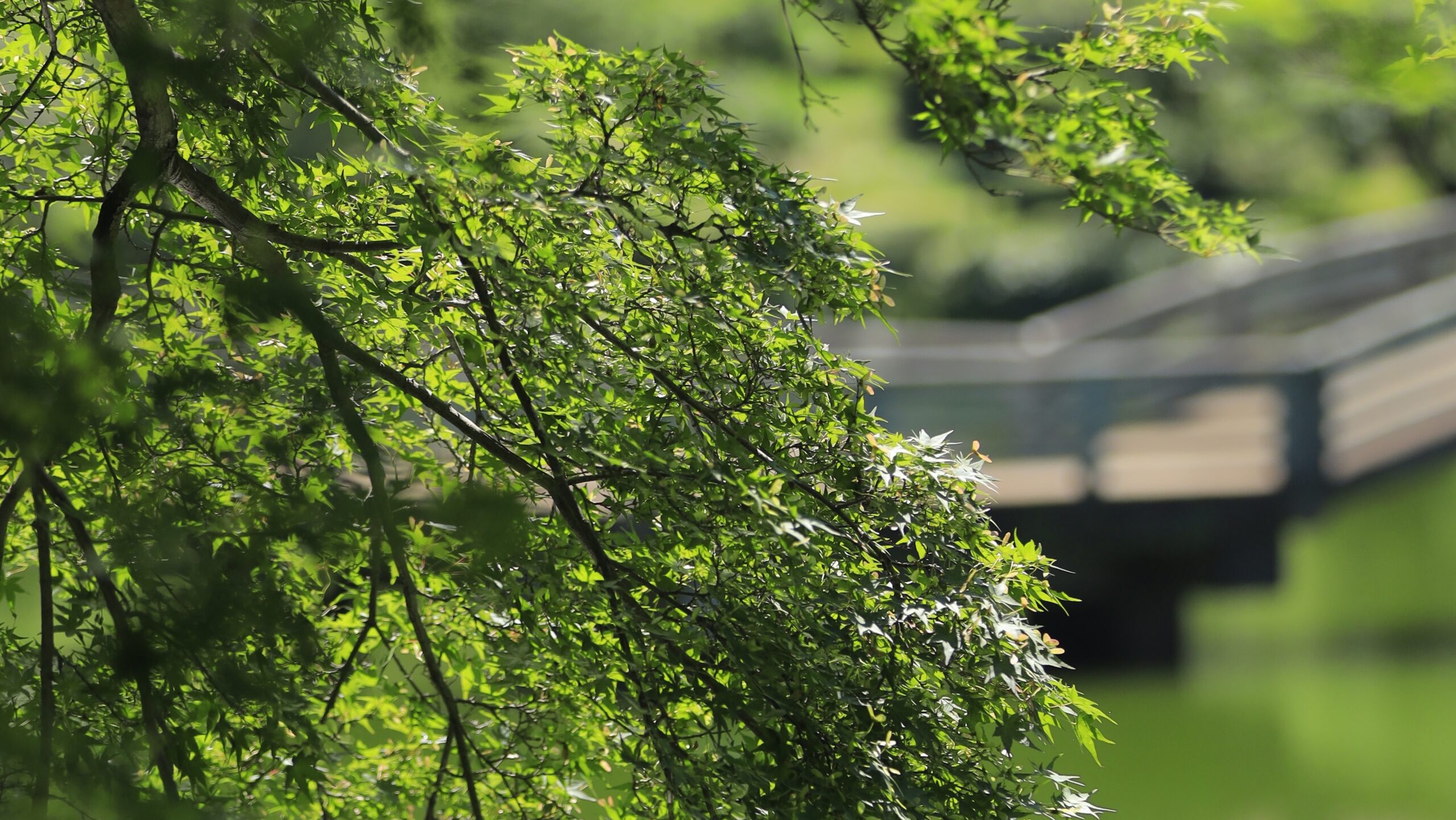 町田薬師池公園