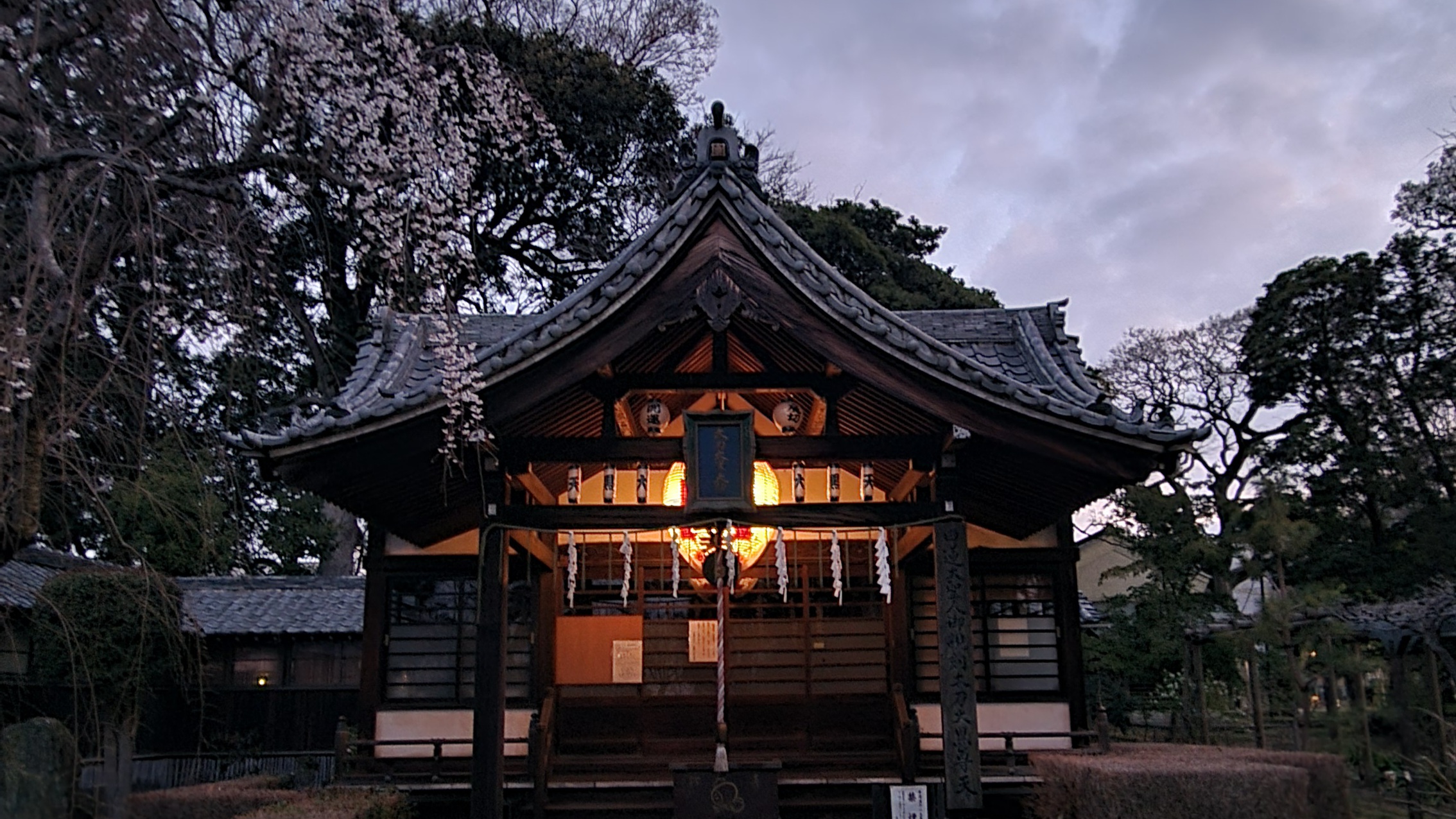 真間山弘法寺の枝垂れ桜｜枝垂れ桜と寺の風情が美しい撮影スポット