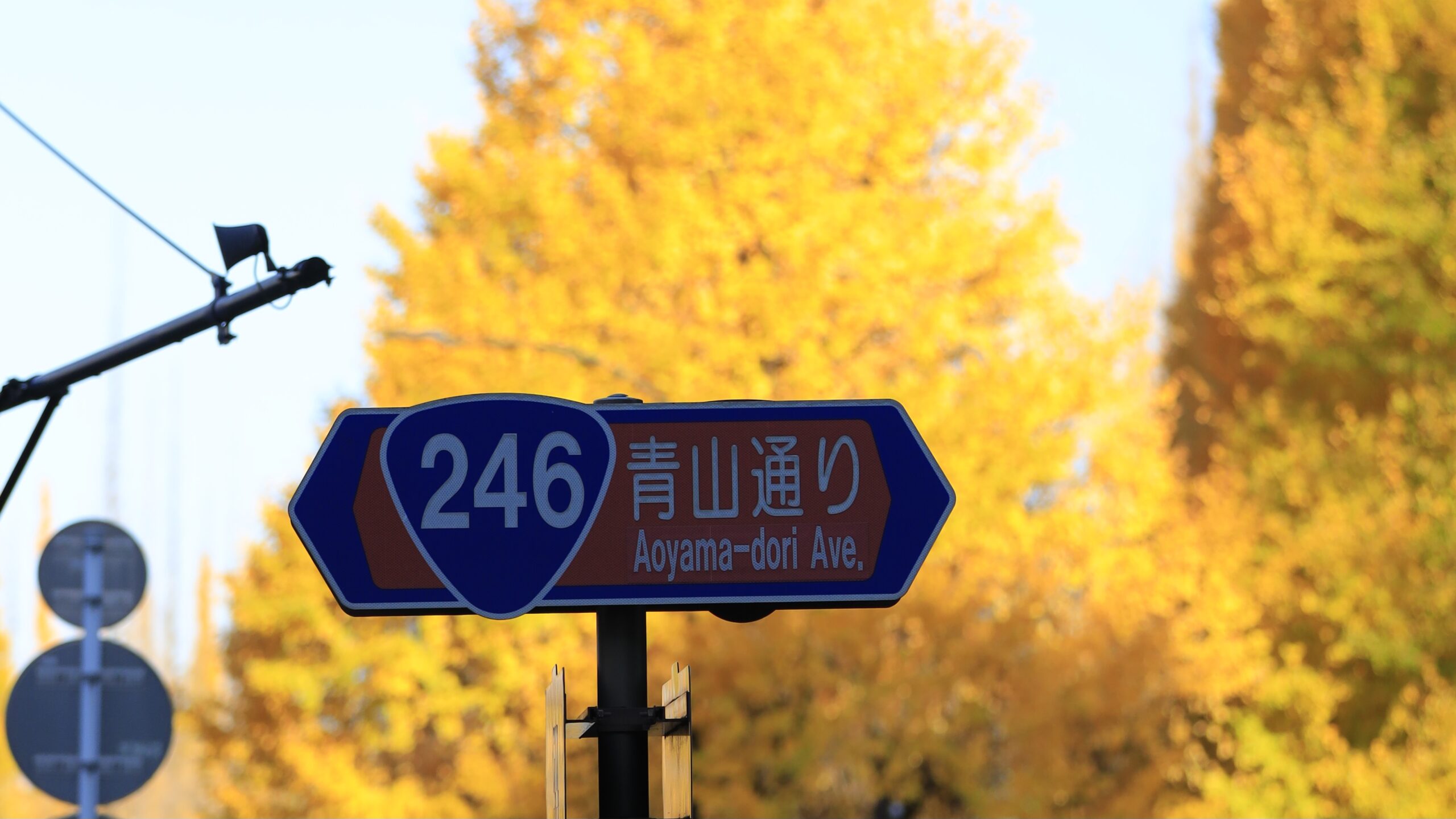 明治神宮外苑いちょう並木